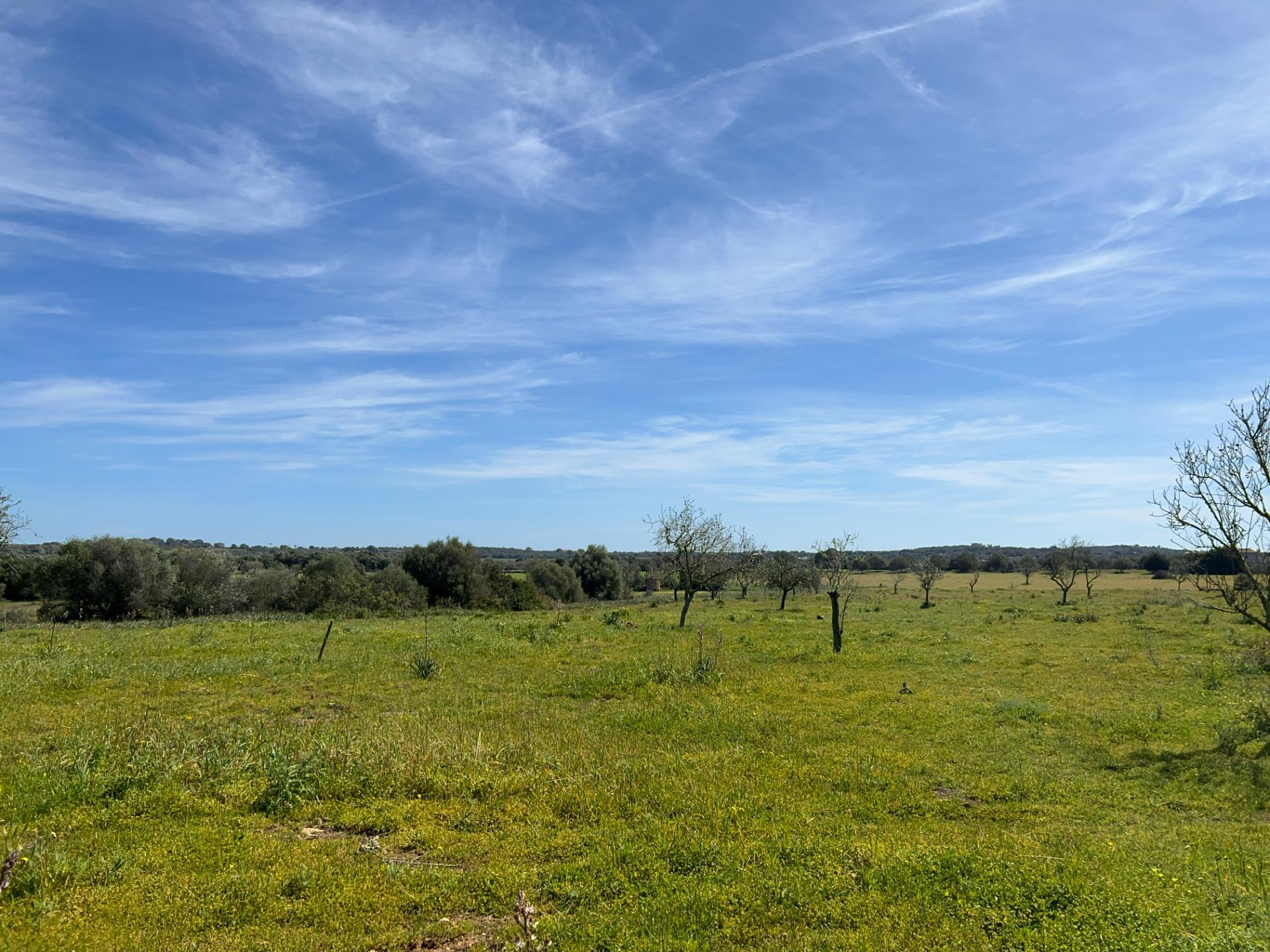 Fincas y solares-Venta-Ses Salines-1002912-Foto-28