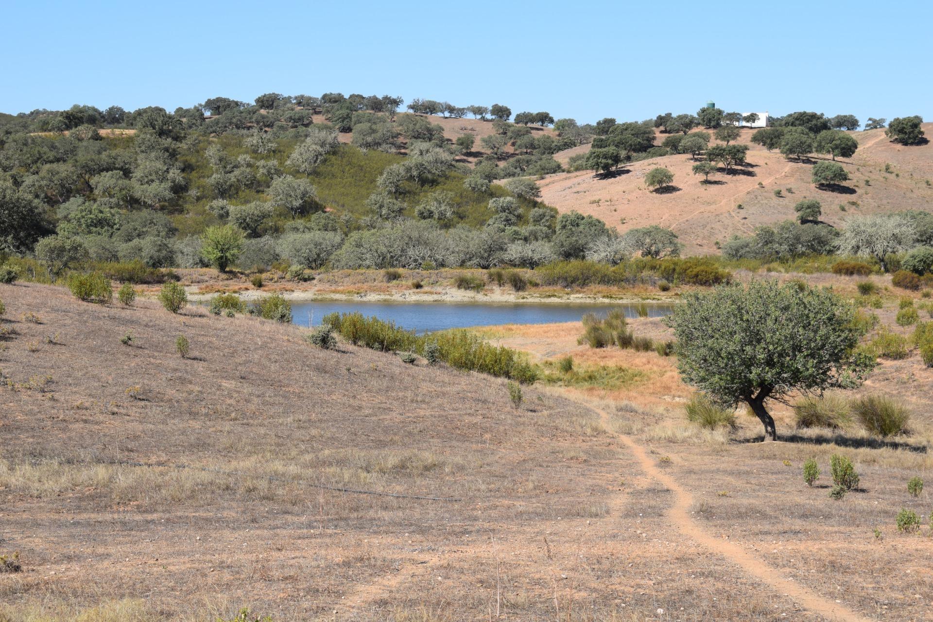 Fincas y solares-Venta-El Cerro de AndÃ©valo-976901-Foto-2