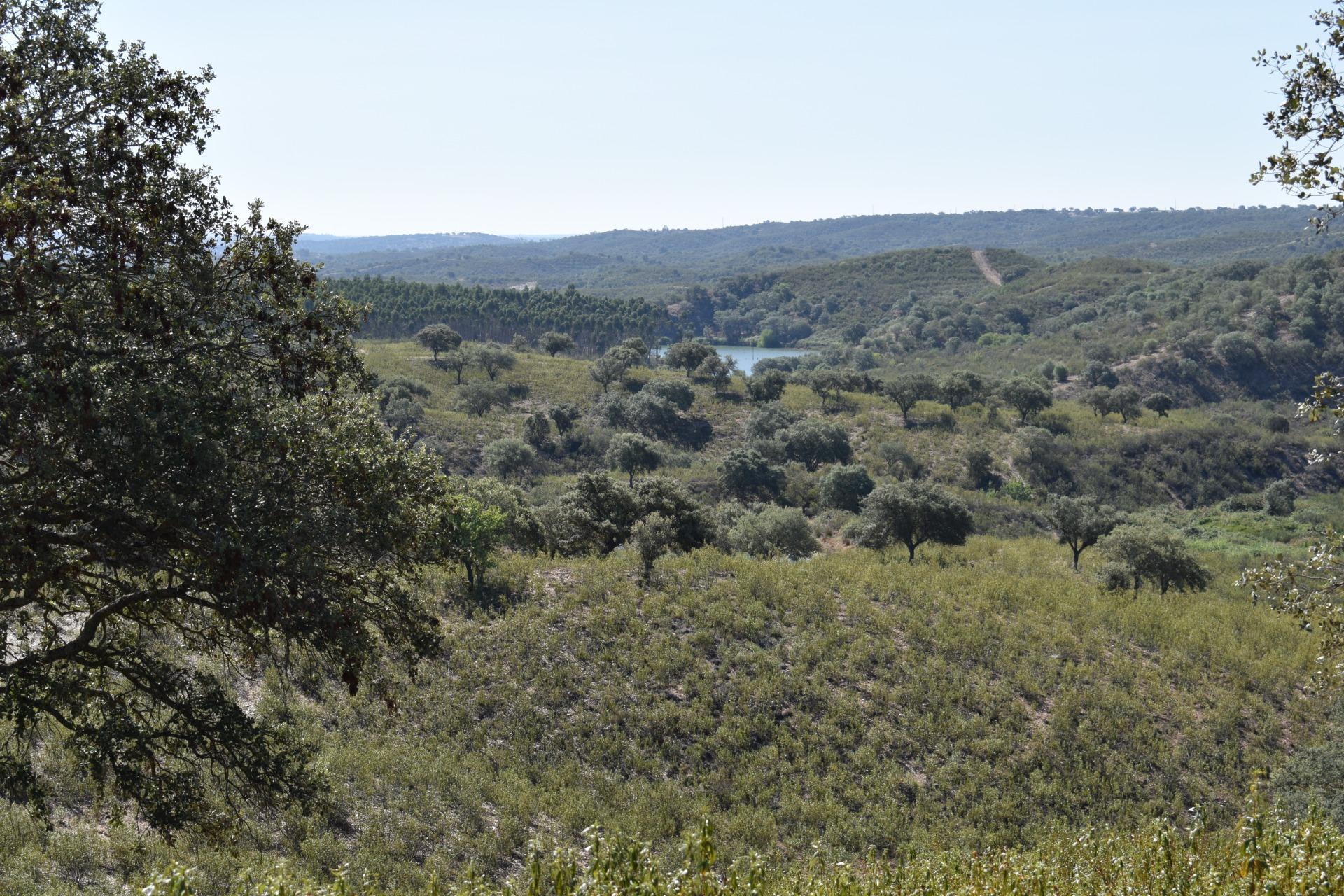 Fincas y solares-Venta-El Cerro de AndÃ©valo-976901-Foto-72