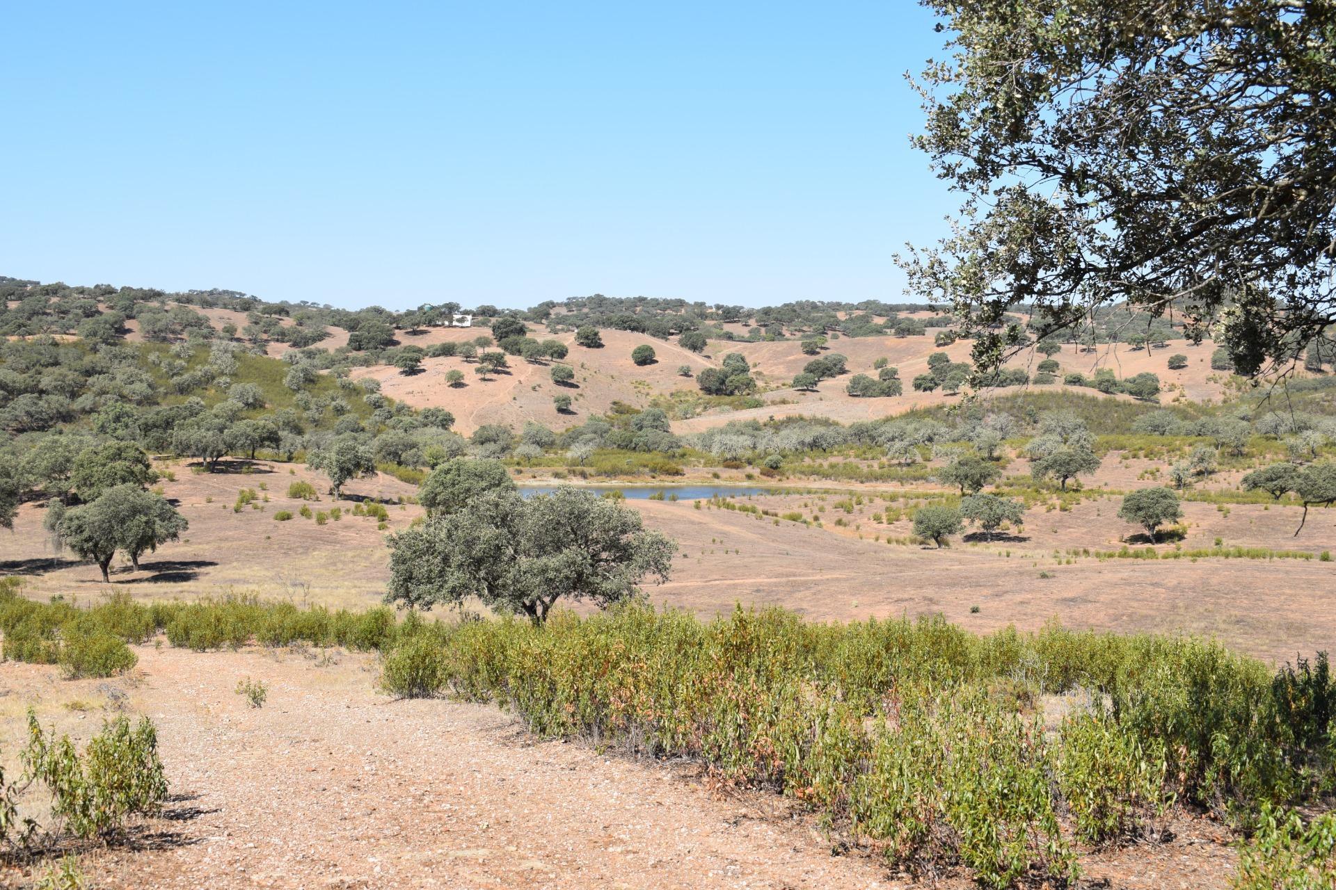 Fincas y solares-Venta-El Cerro de AndÃ©valo-976901-Foto-73
