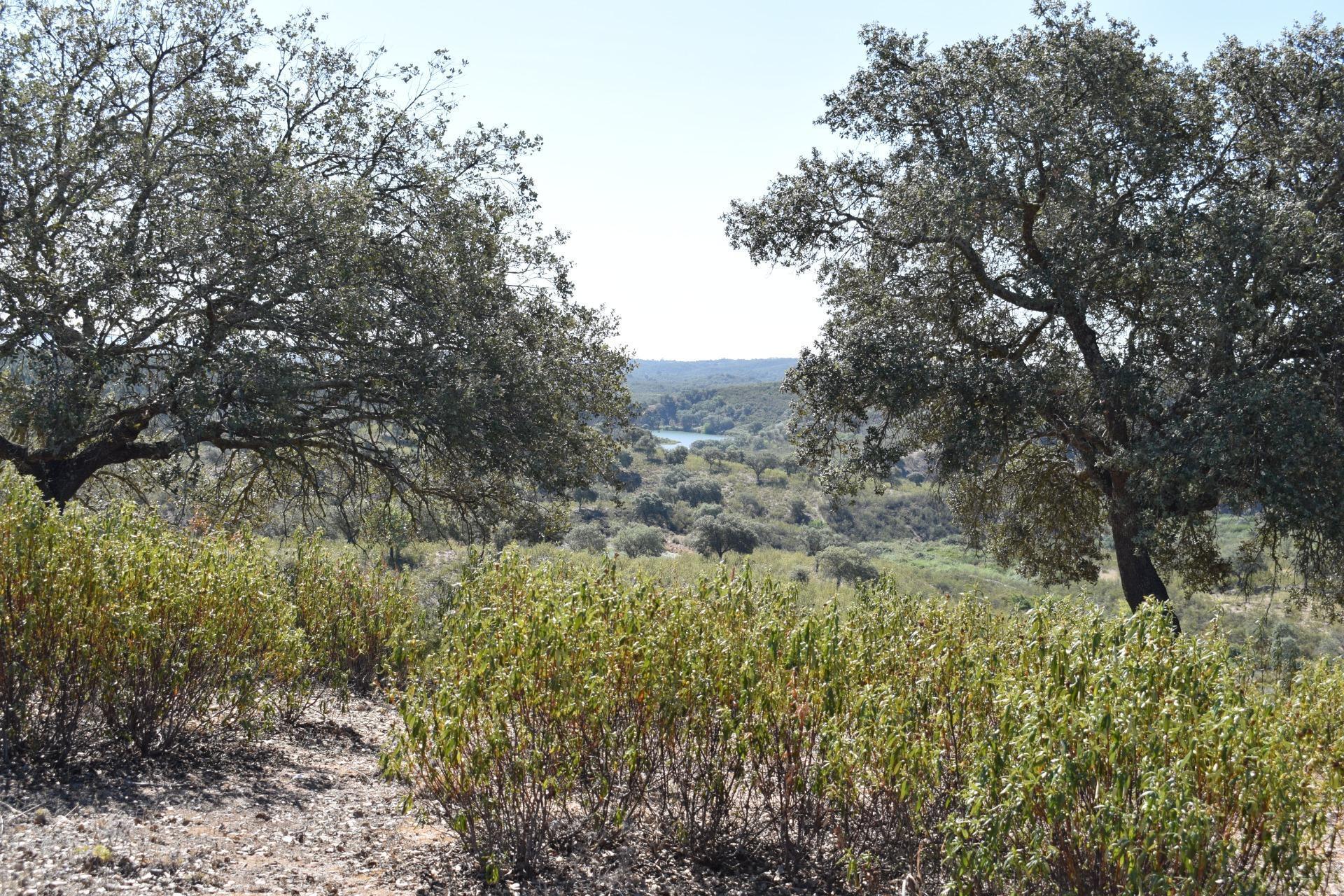 Fincas y solares-Venta-El Cerro de AndÃ©valo-976901-Foto-74