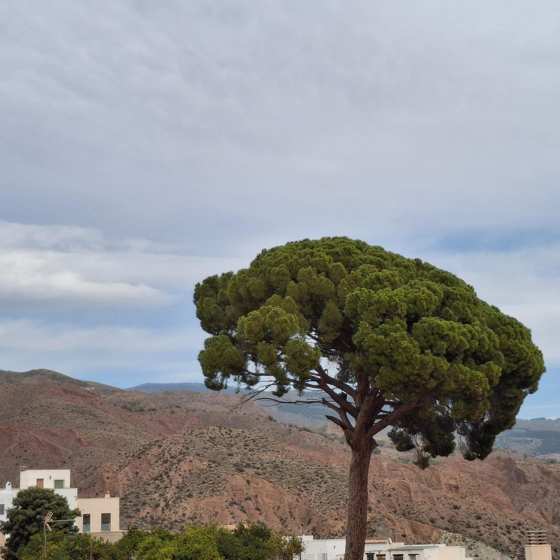Casas o chalets-Venta-CanjÃ¡yar-1652361-Foto-68