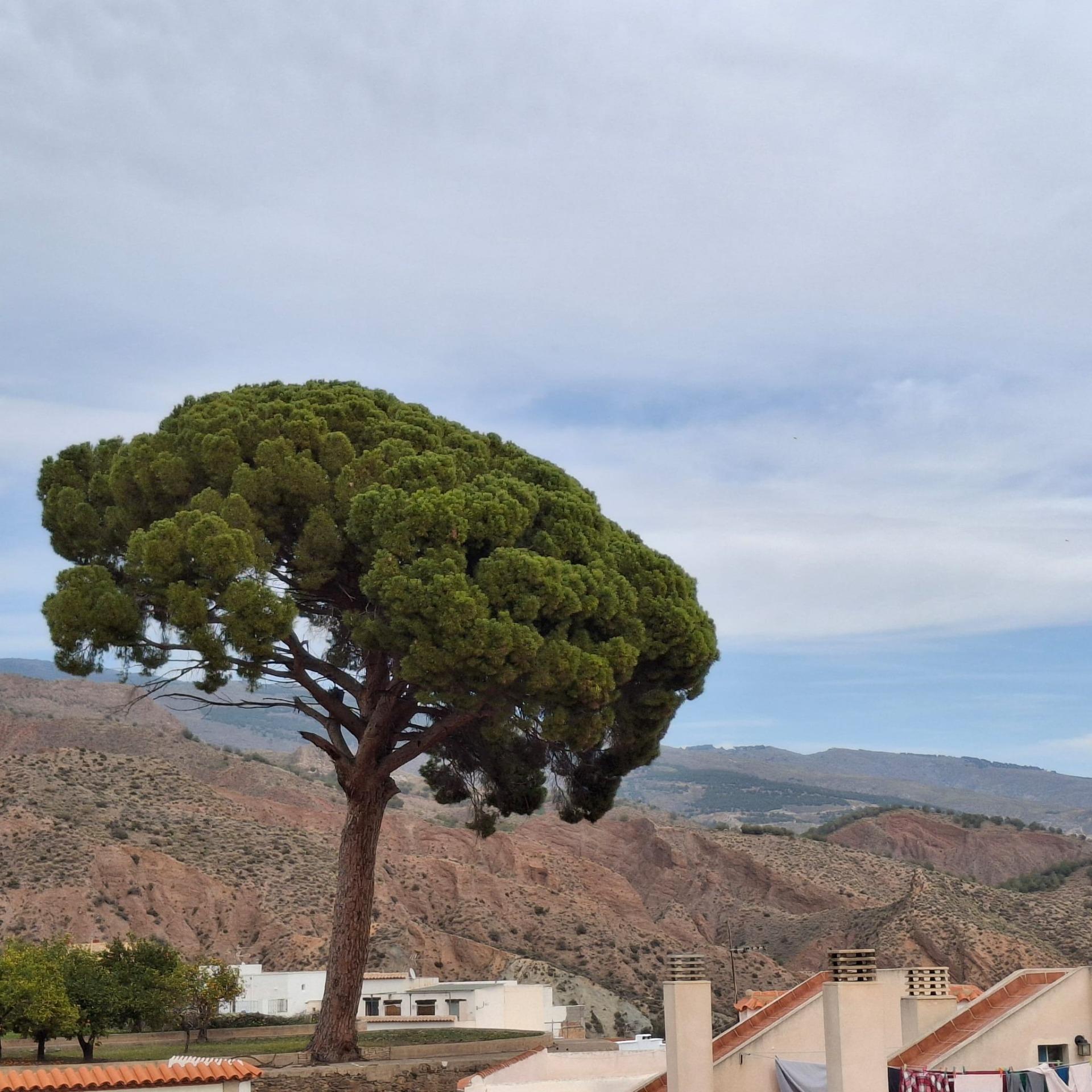 Casas o chalets-Venta-CanjÃ¡yar-1652361-Foto-71
