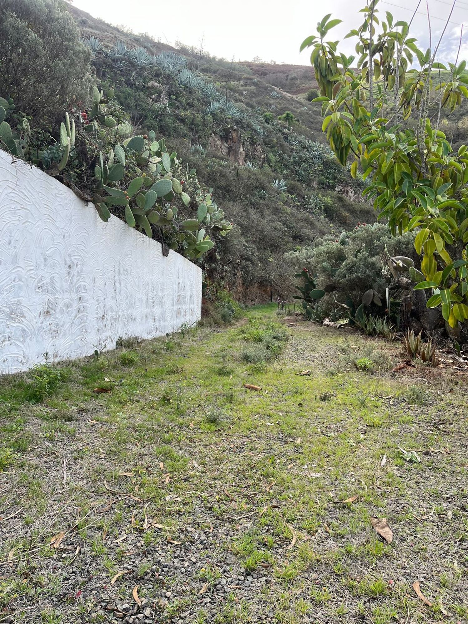 Casas o chalets-Venta-Santa MarÃ­a de GuÃ­a de Gran Canaria-1559601-Foto-4