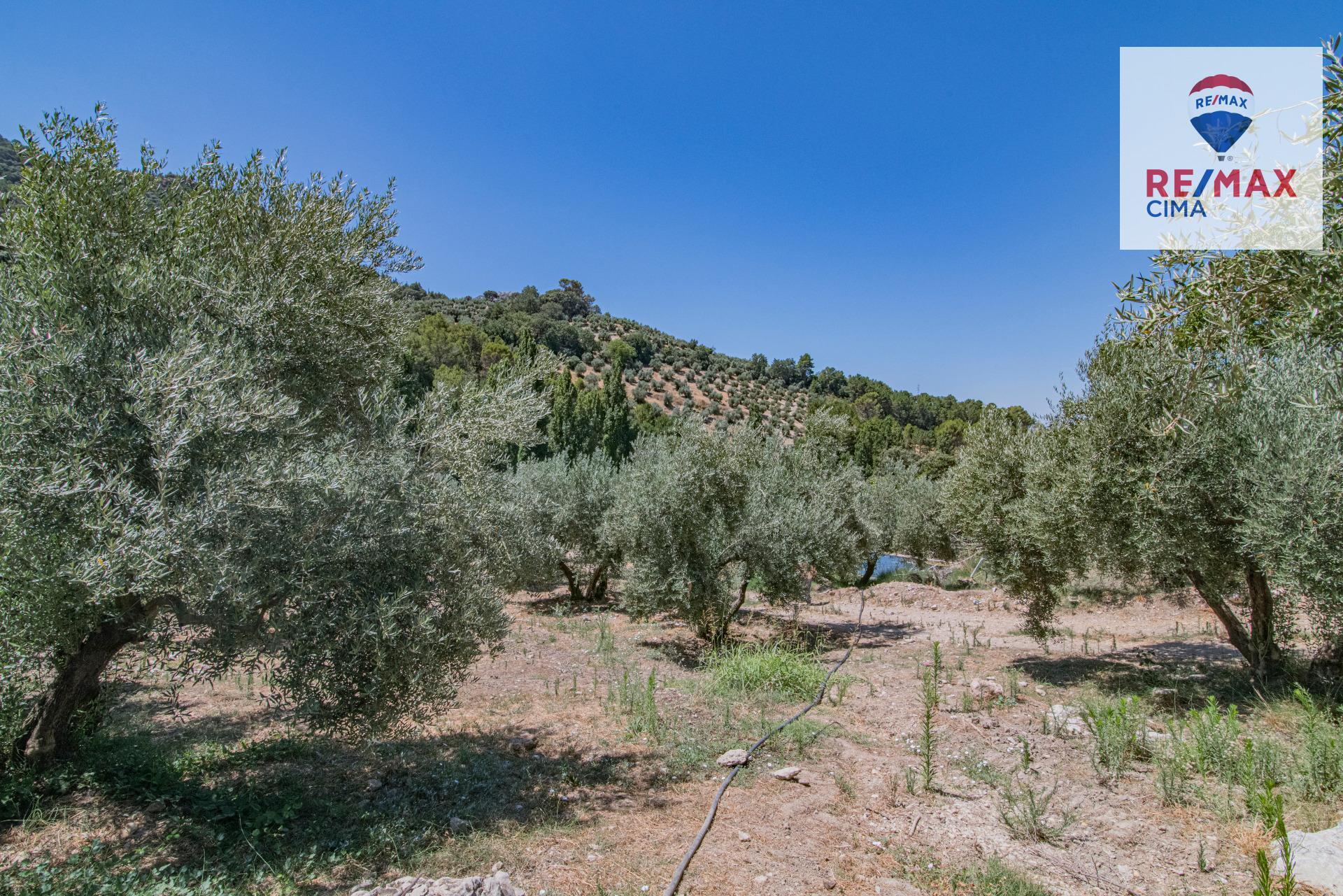 Fincas y solares-Venta-La Iruela-1264256-Foto-82