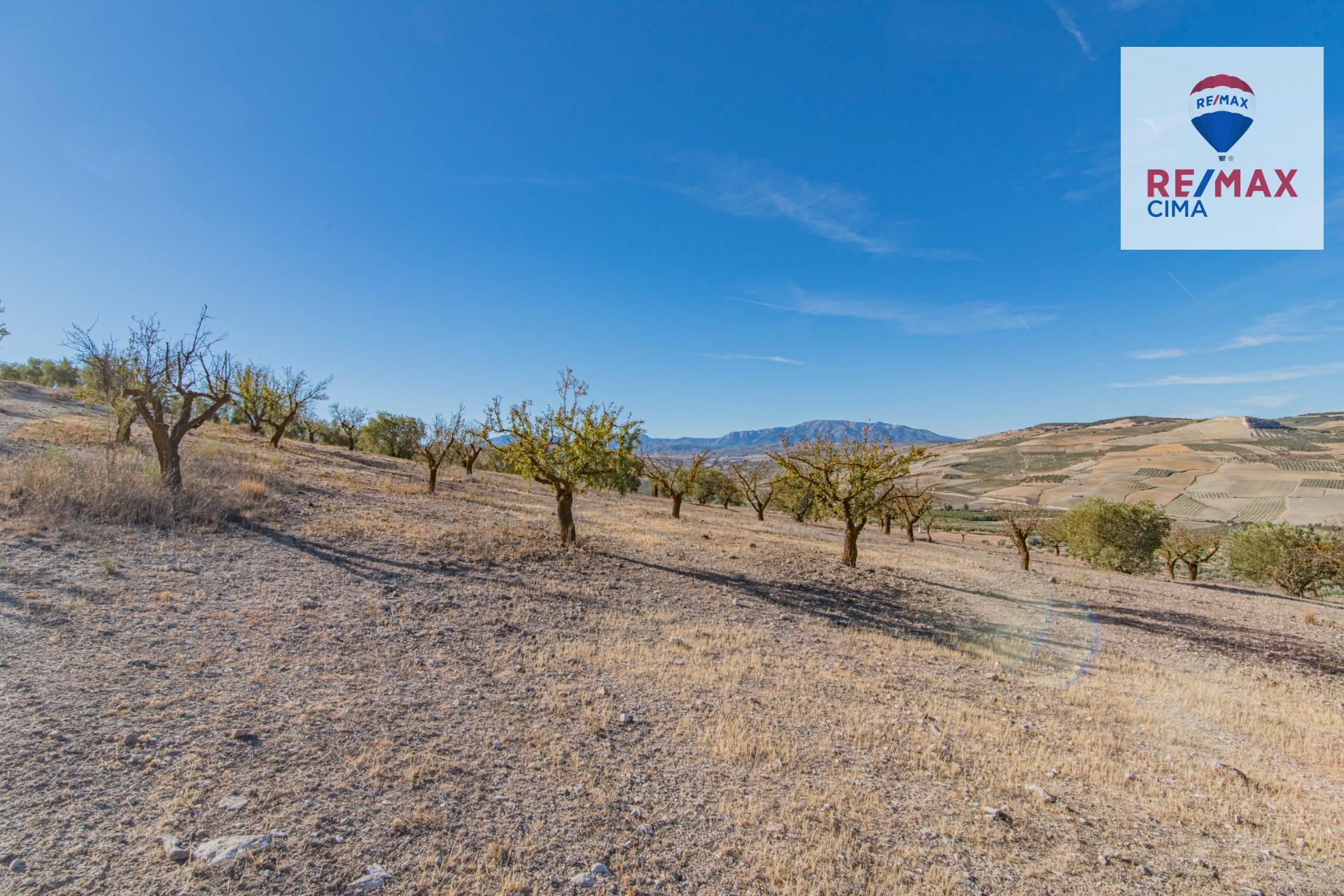 Fincas y solares-Venta-Alhama de Granada-1077985-Foto-25