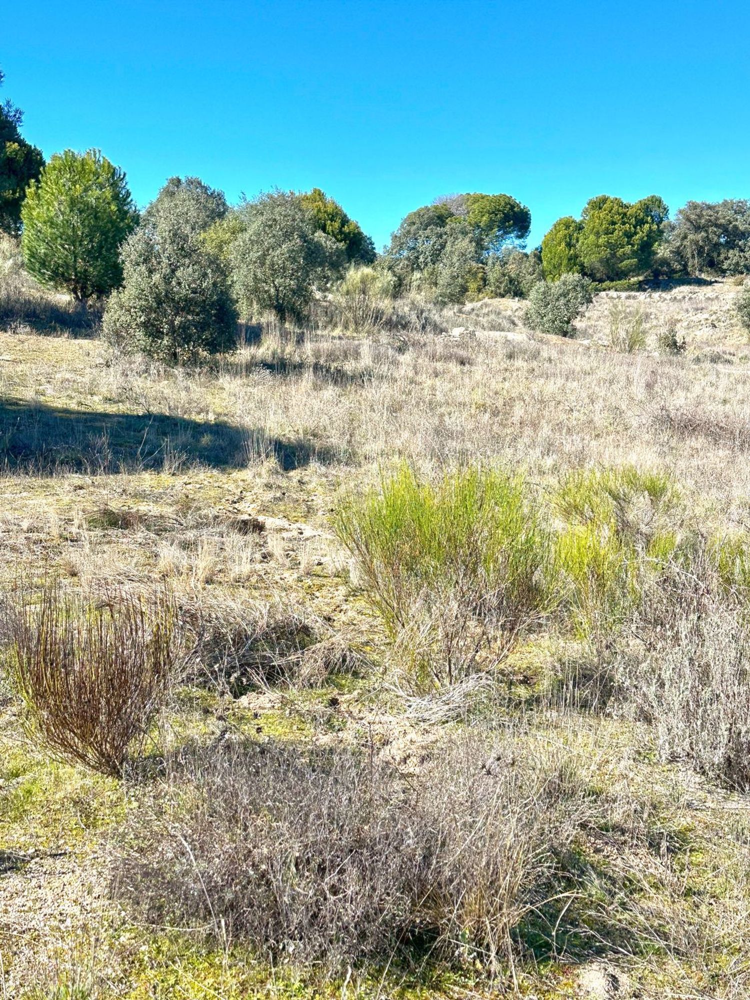 Fincas y solares-Venta-Cebreros-1641521-Foto-7