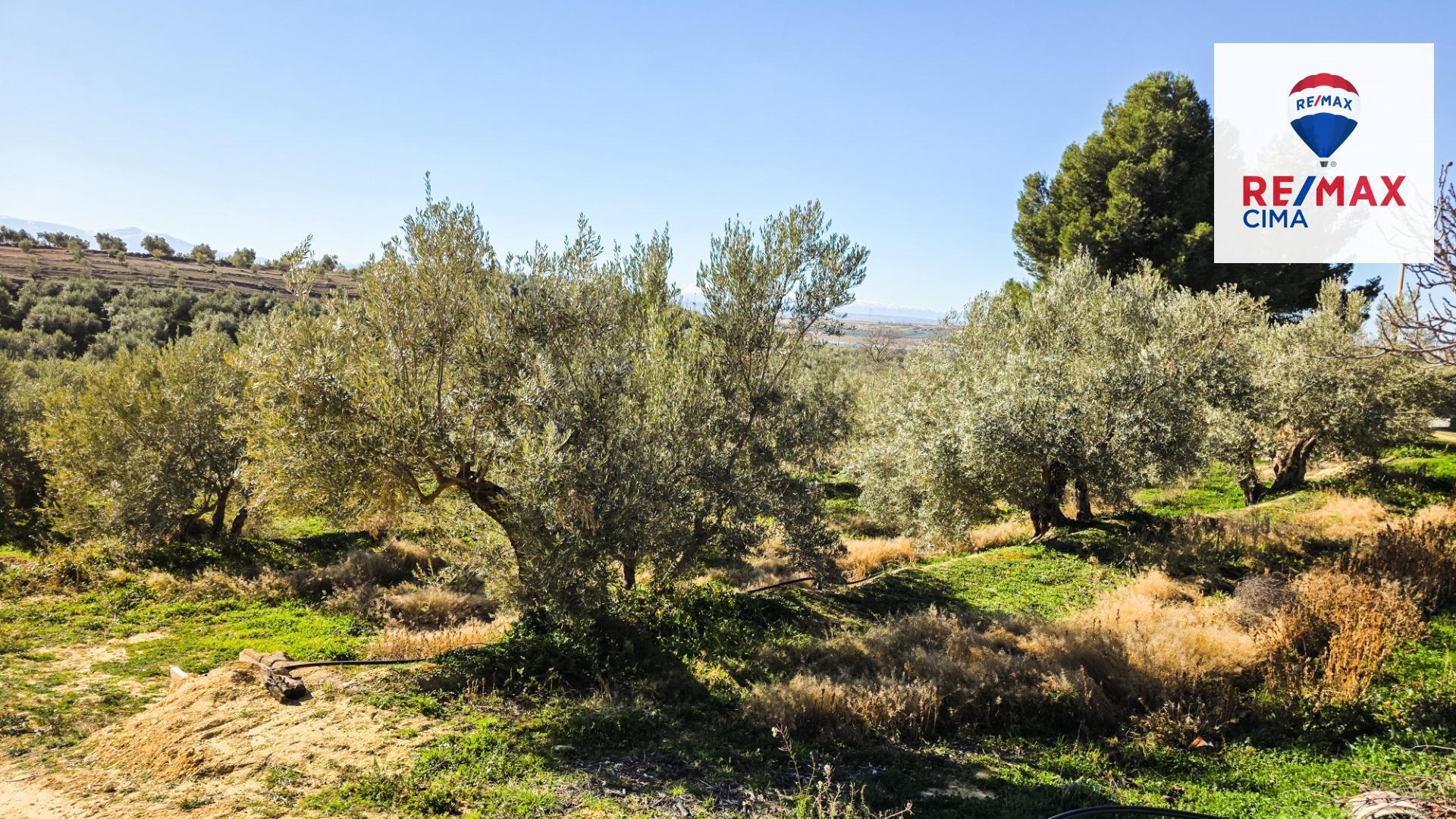 Pisos-Venta-Cuevas del Campo-1585591-Foto-24