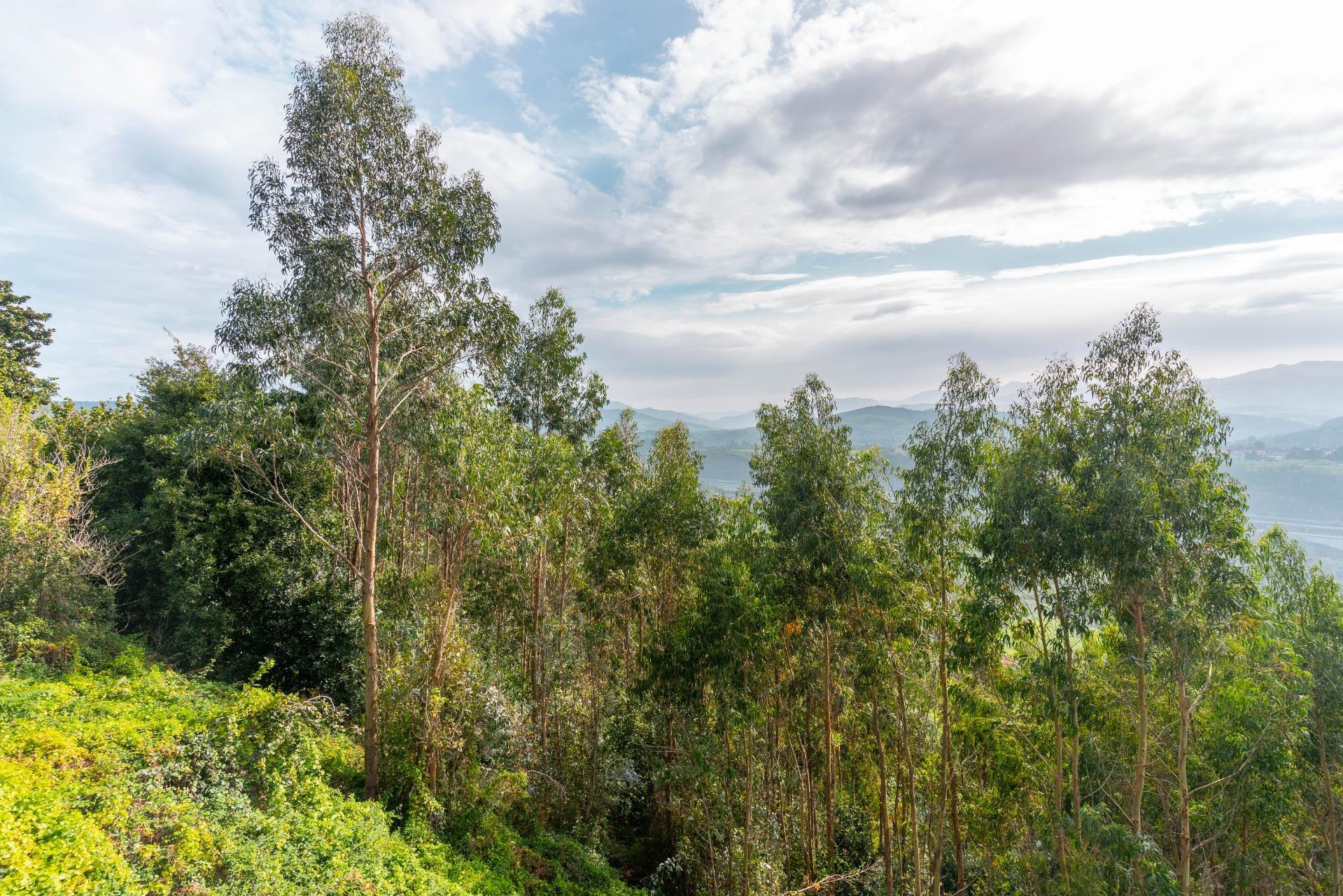 Casas o chalets-Venta-Pimiango-1466261-Foto-79