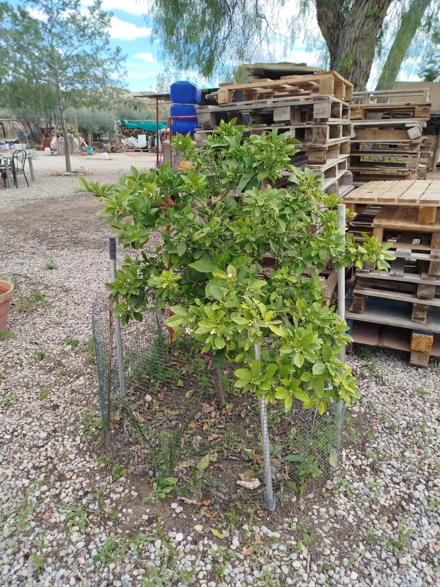 Pisos-Venta-Murcia-1658825-Foto-34