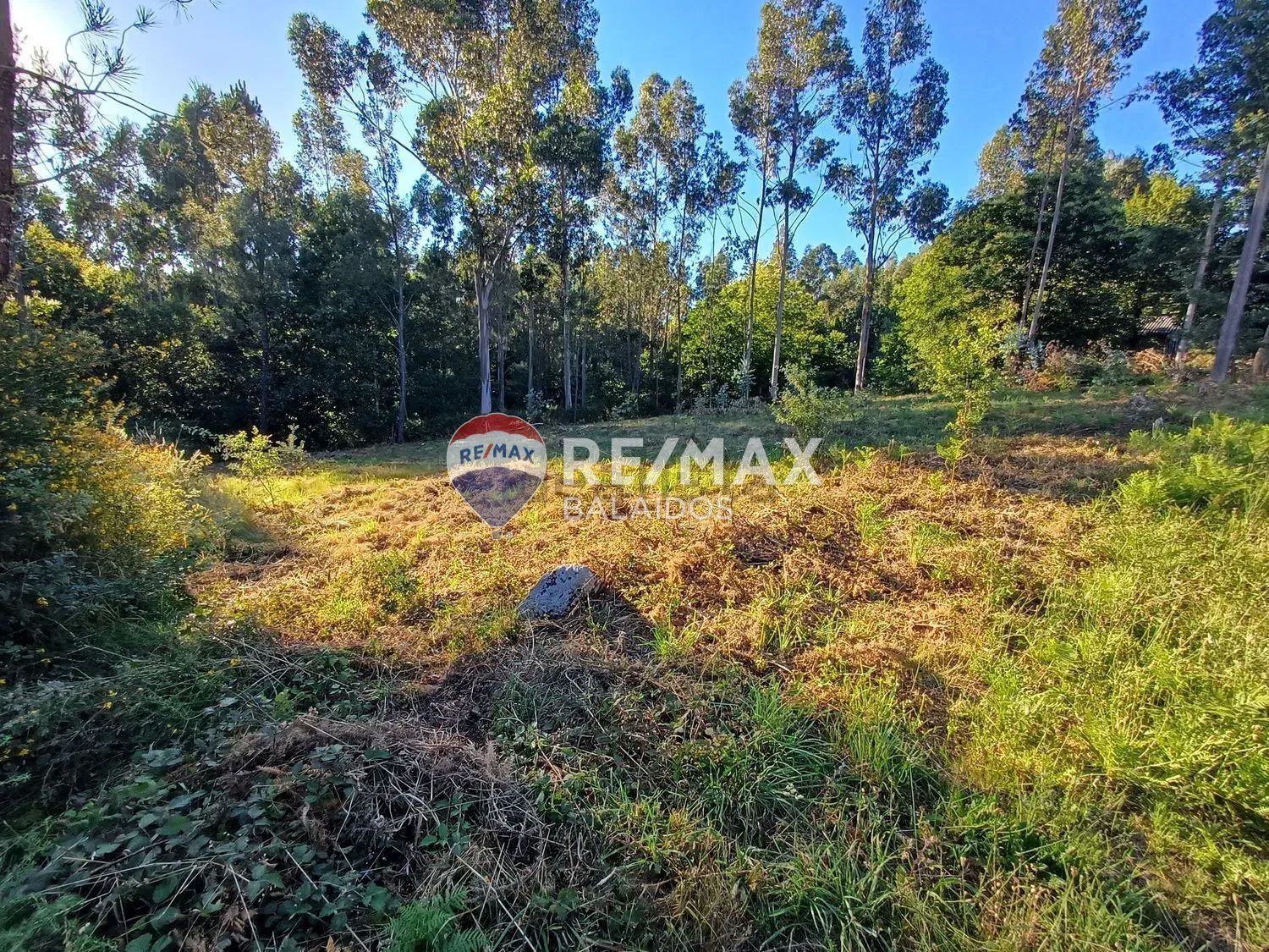 Fincas y solares-Venta-A CaÃ±iza-1385898-Foto-5