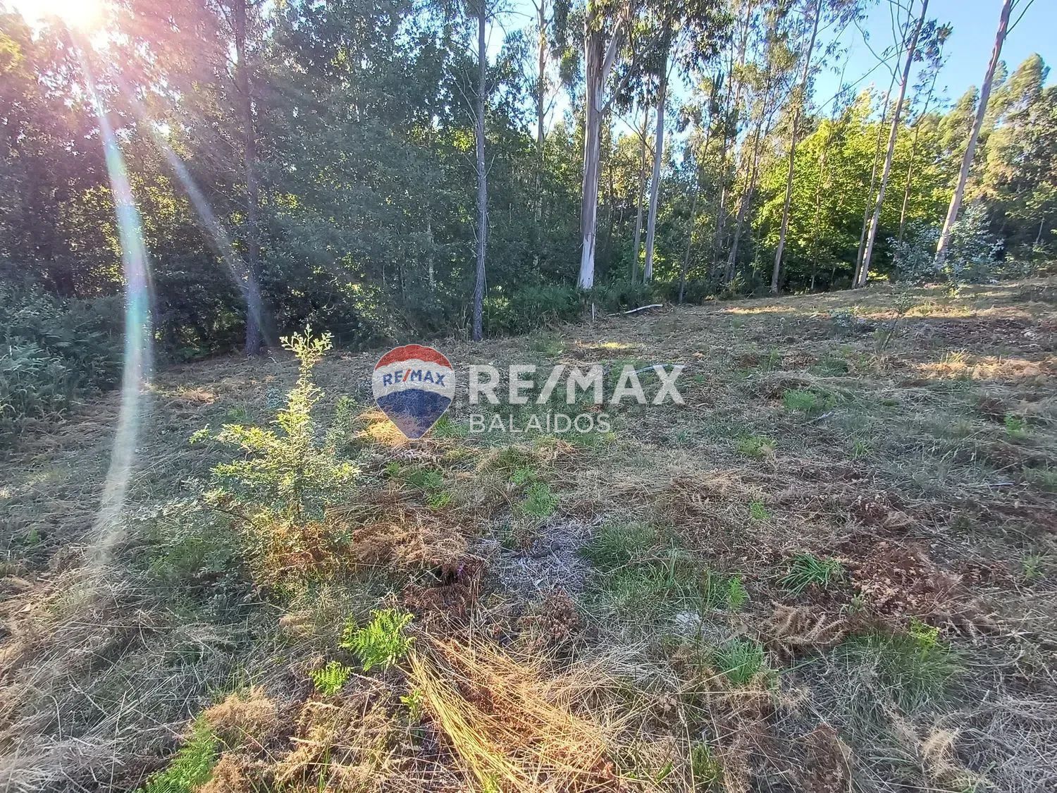 Fincas y solares-Venta-A CaÃ±iza-1385898-Foto-11