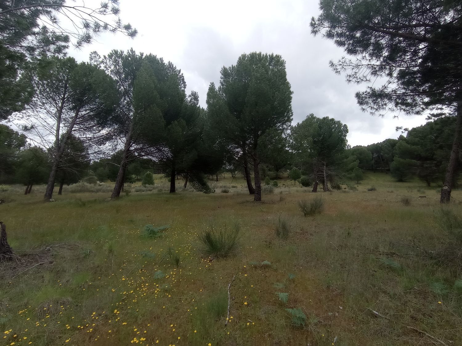 Fincas y solares-Venta-Matapozuelos-1743367-Foto-5