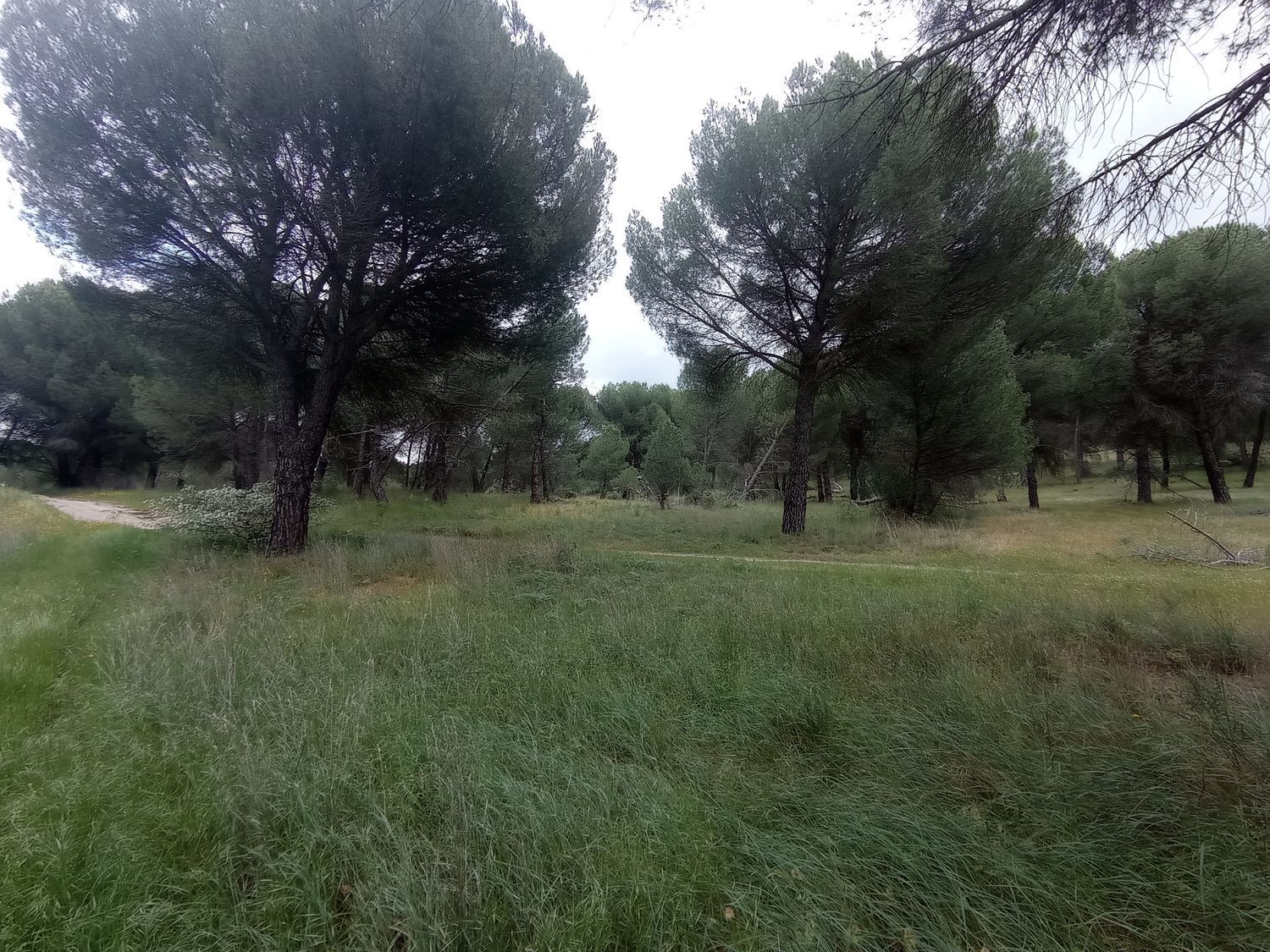 Fincas y solares-Venta-Matapozuelos-1743367-Foto-21