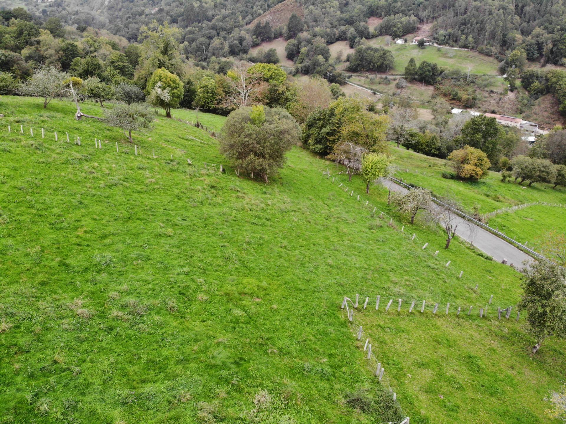 Fincas y solares-Venta-PiloÃ±a-1439495-Foto-11