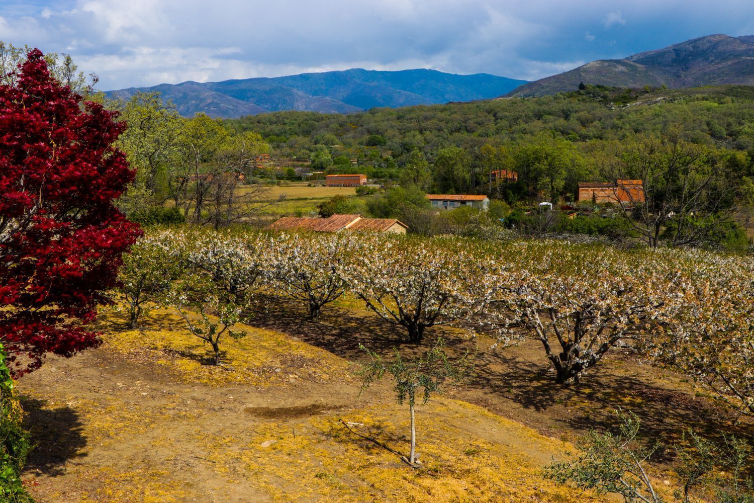 Pisos-Venta-Jarandilla de la Vera-1021033-Foto-5