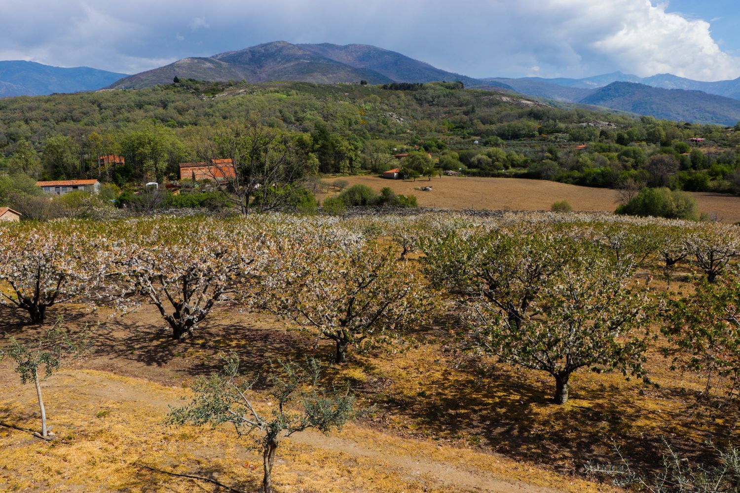 Pisos-Venta-Jarandilla de la Vera-1021033-Foto-4