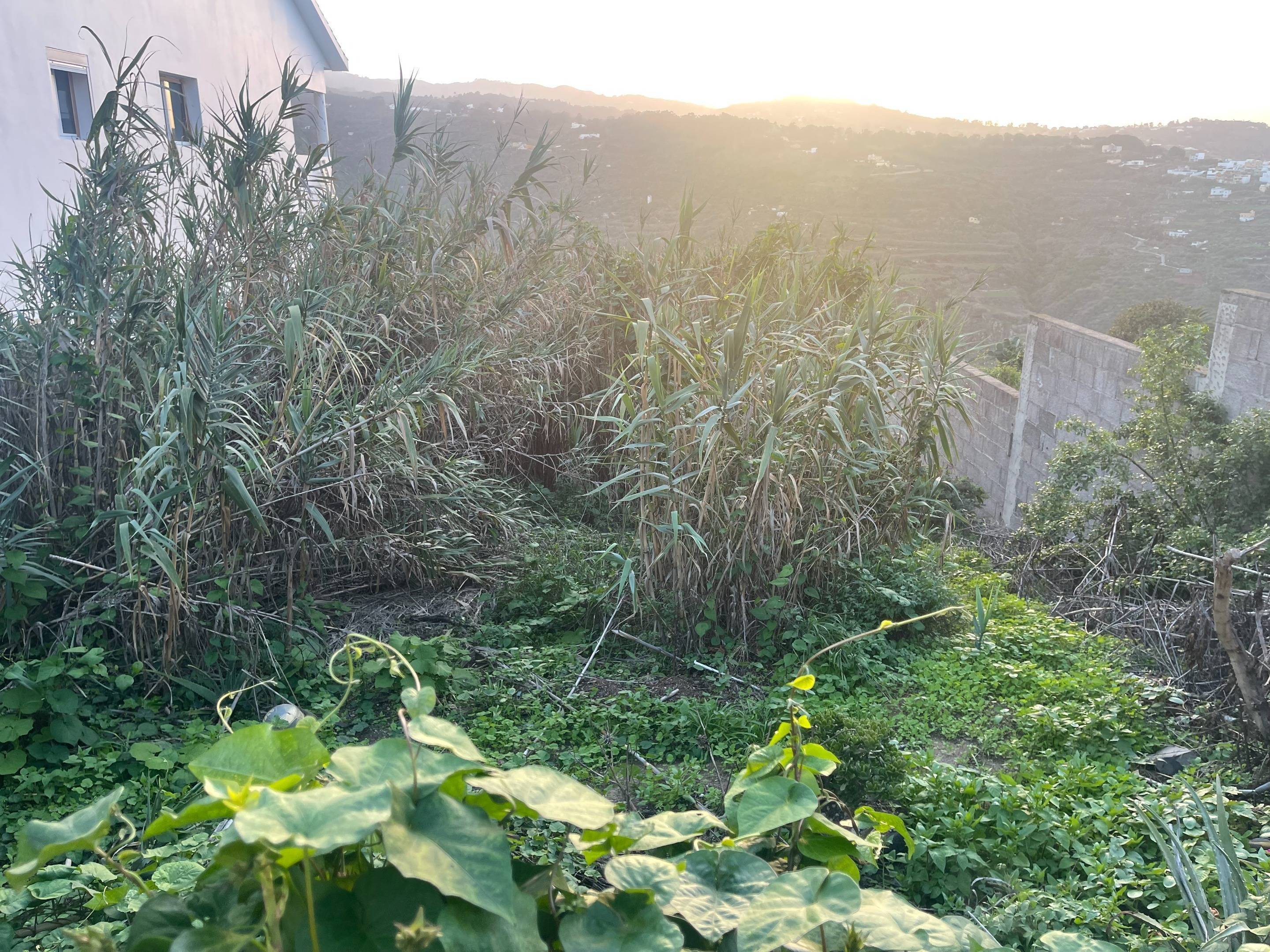 Fincas y solares-Venta-Firgas-1719818-Foto-8