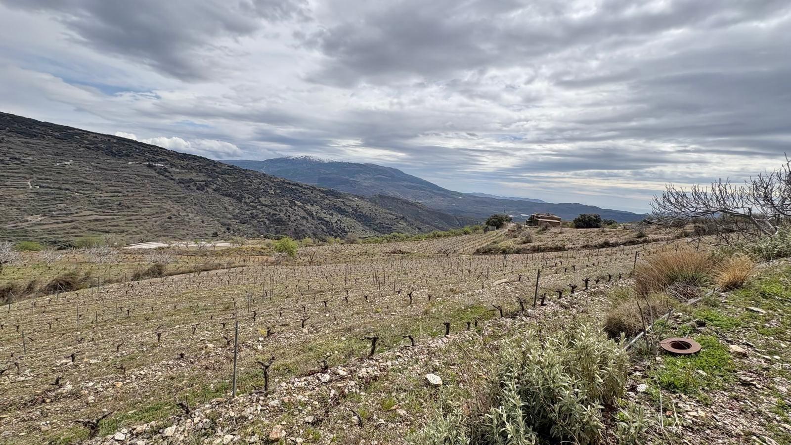 Fincas y solares-Venta-La Granada-1661291-Foto-12