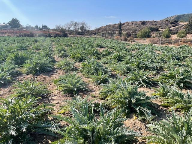 Suelo en venta, Totana
