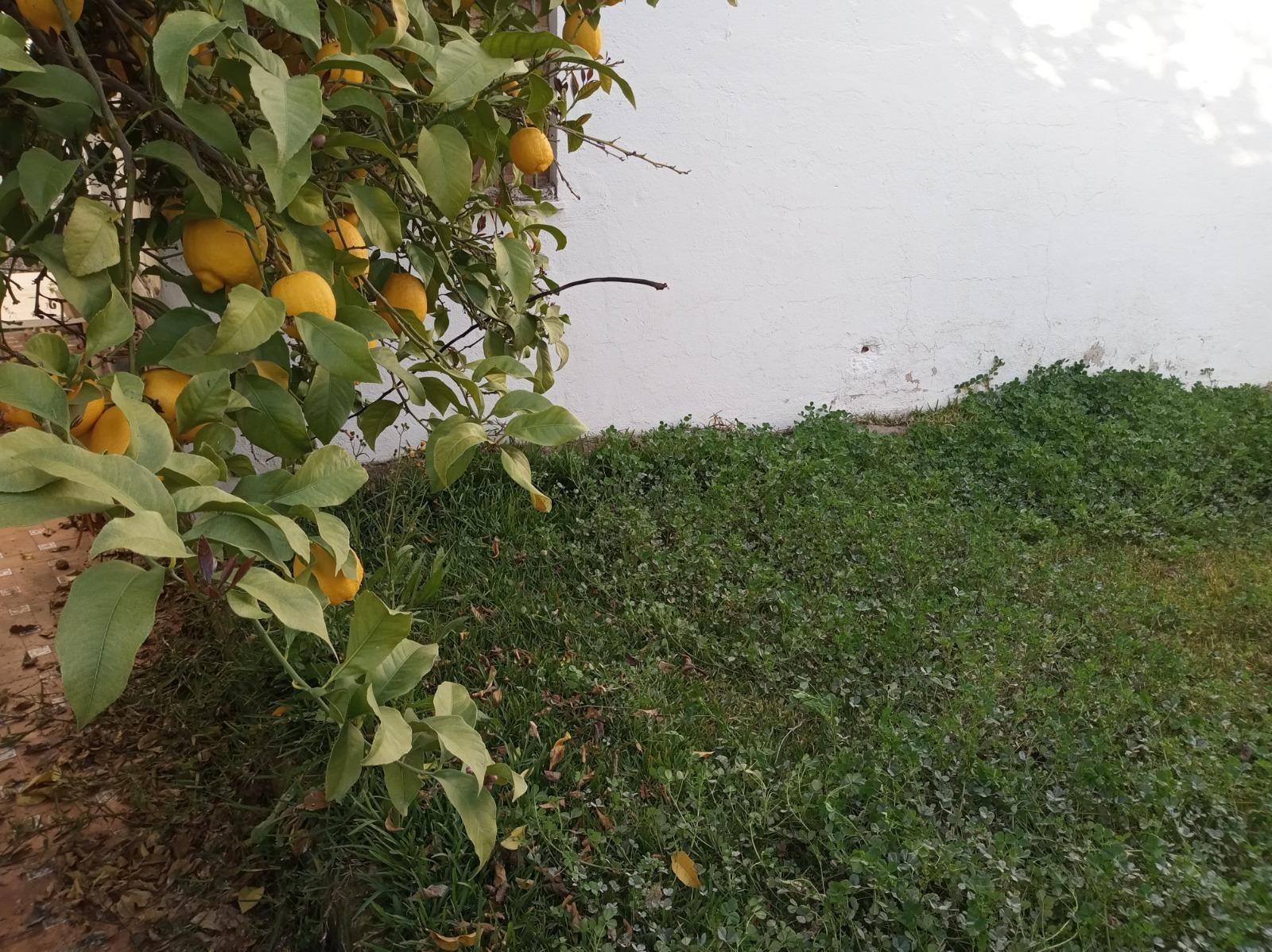 Fincas y solares-Venta-Cantillana-1976112-Foto-5