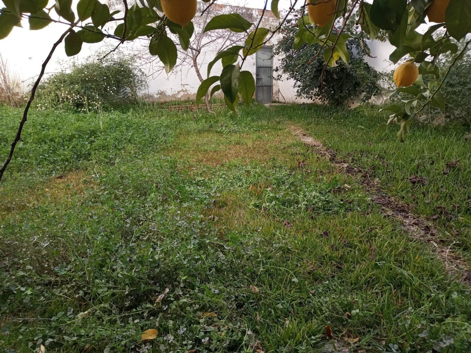 Fincas y solares-Venta-Cantillana-1976112-Foto-6