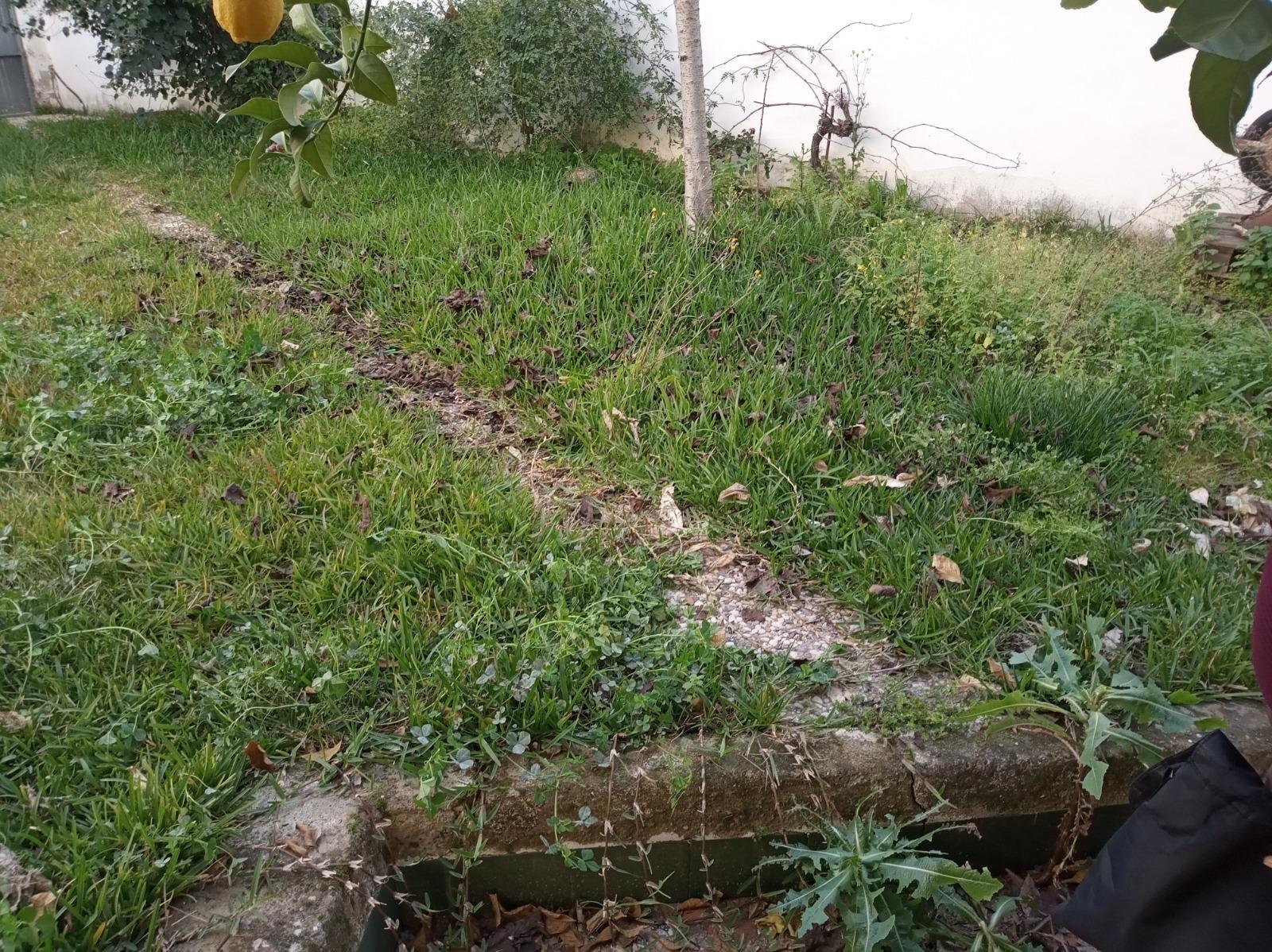 Fincas y solares-Venta-Cantillana-1976112-Foto-7