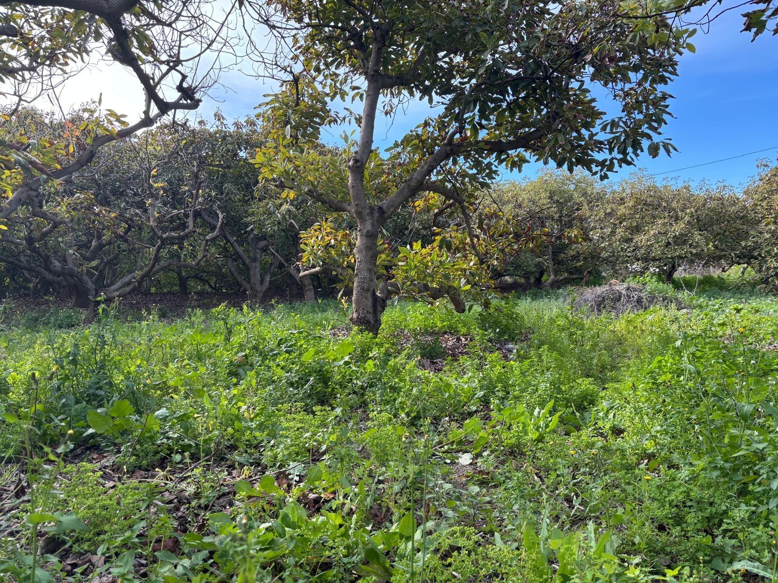 Fincas y solares-Venta-AlhaurÃ­n el Grande-1642748-Foto-4