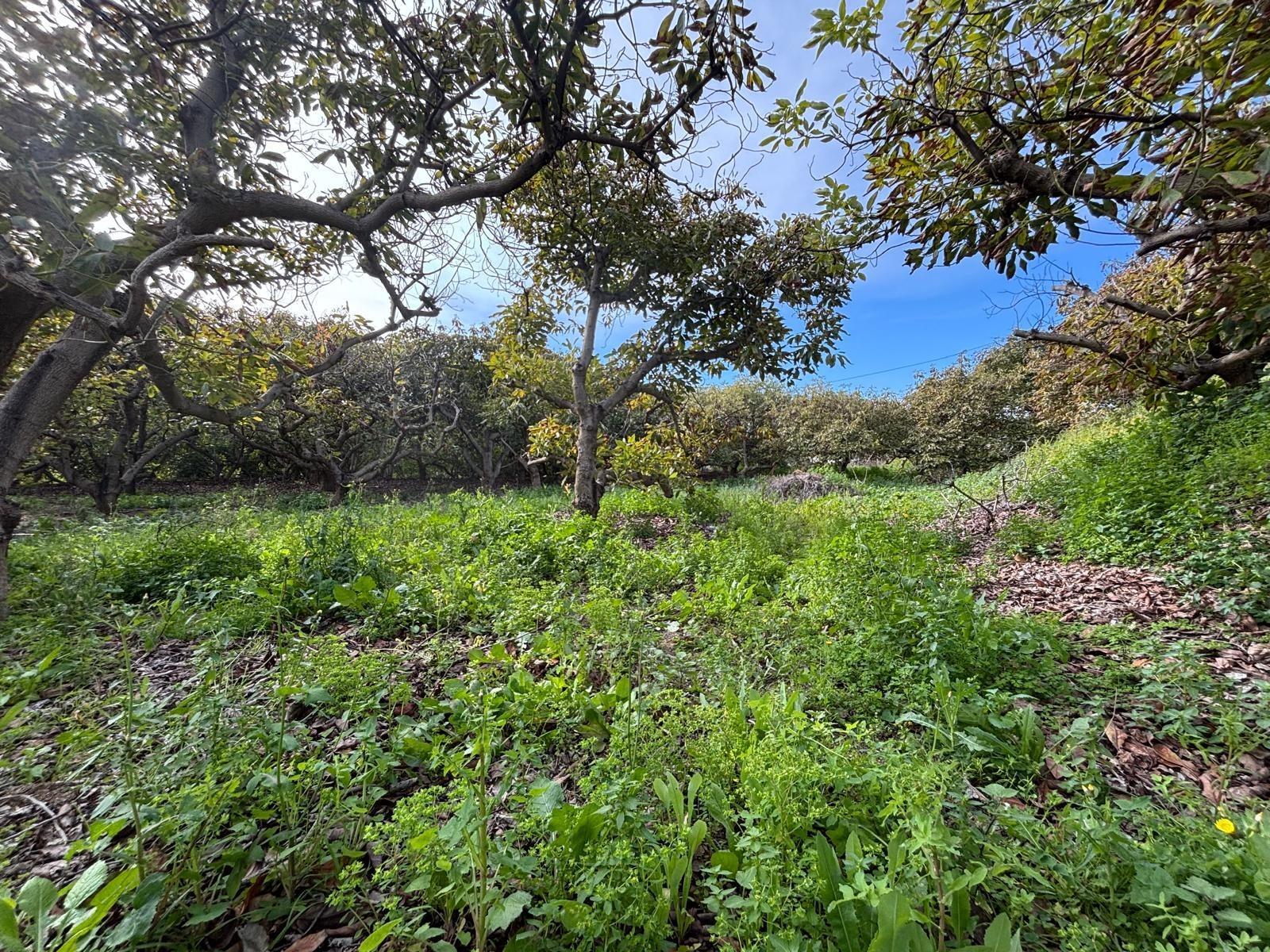 Fincas y solares-Venta-AlhaurÃ­n el Grande-1642748-Foto-2