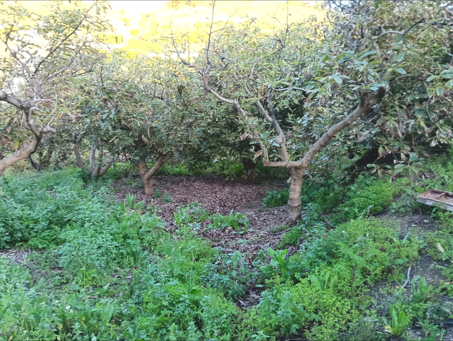 Fincas y solares-Venta-Alhaurín el Grande-1642748