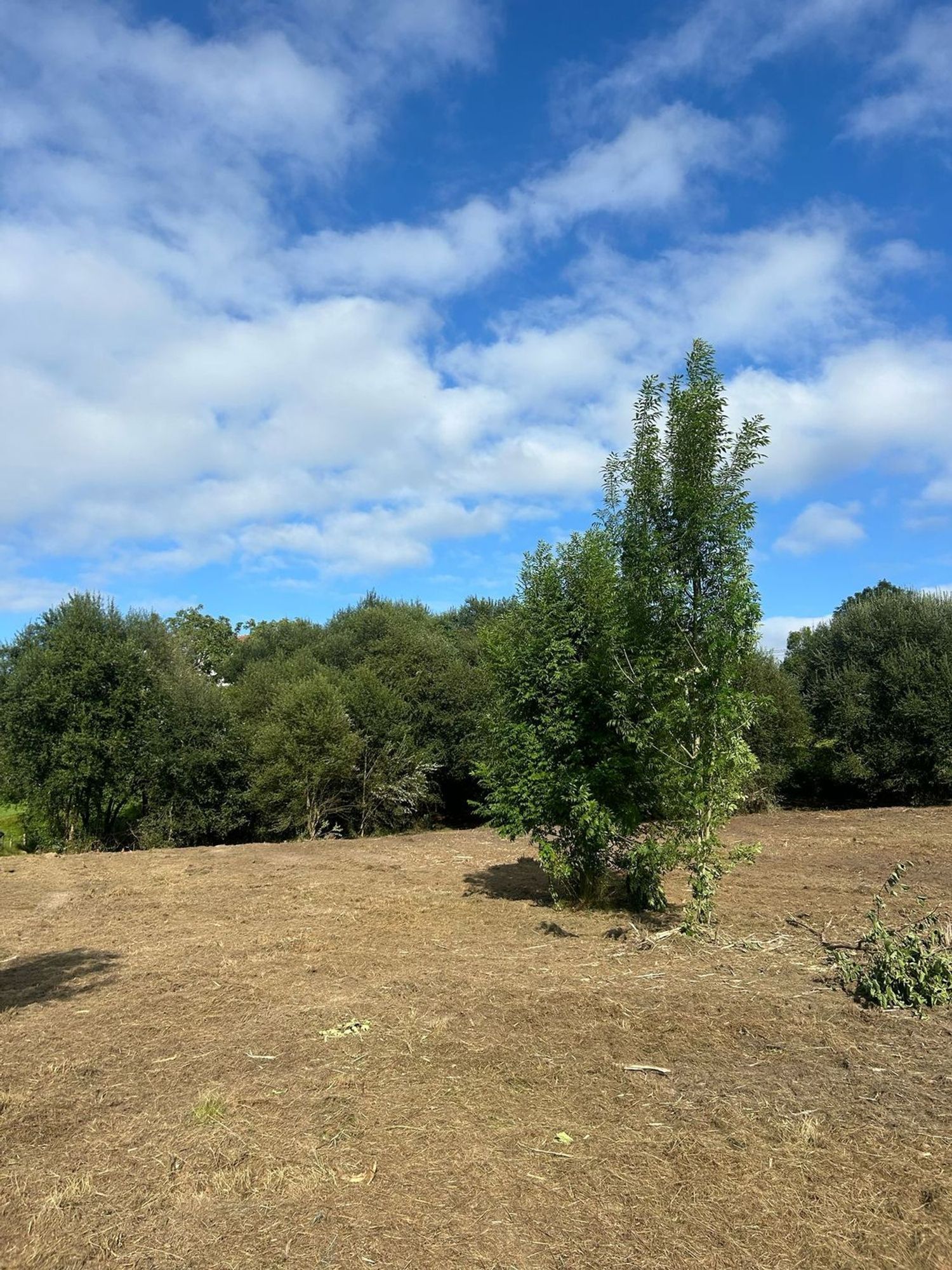 Fincas y solares-Venta-PiloÃ±a-1681023-Foto-5