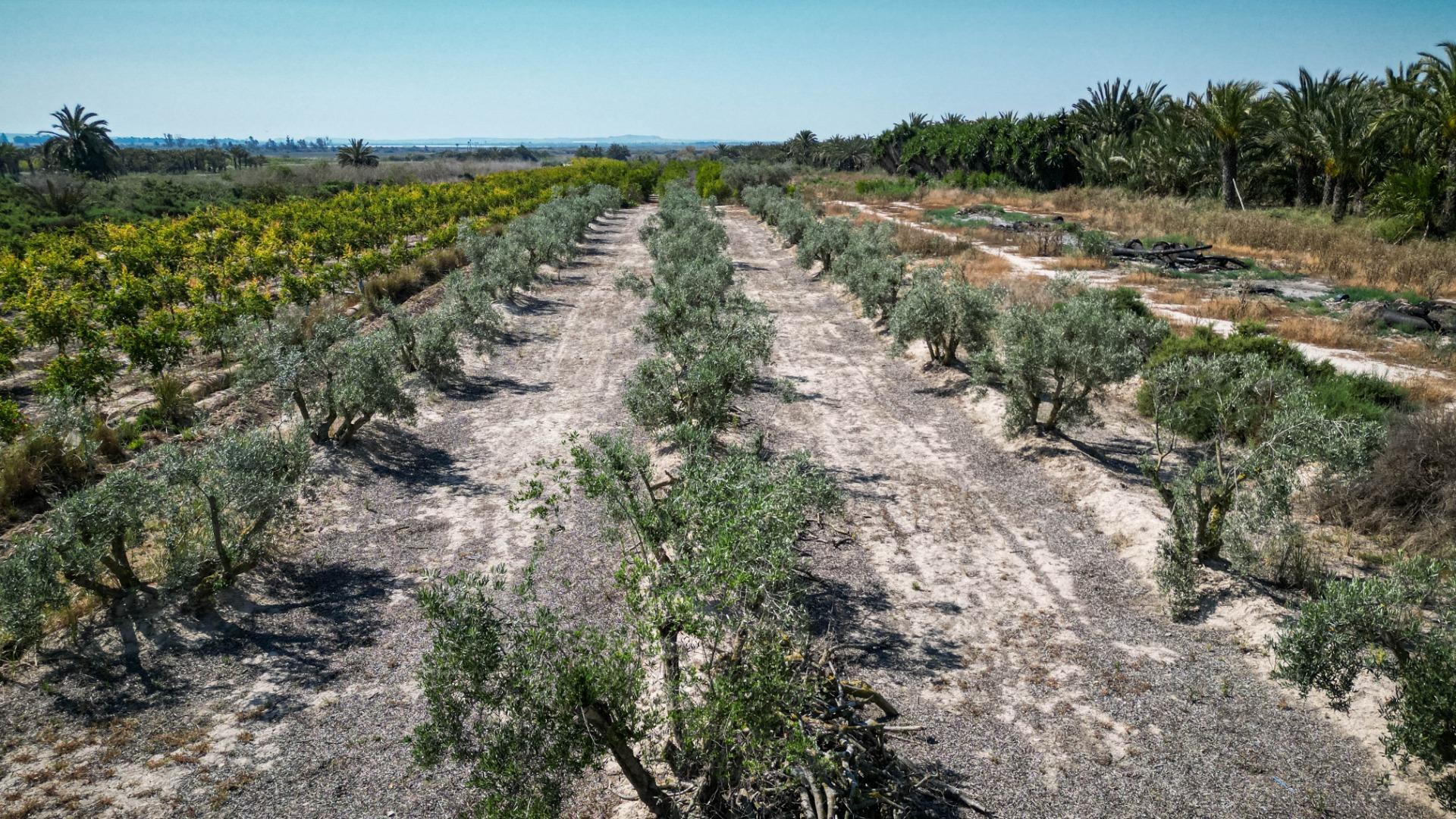 Fincas y solares-Venta-Crevillent-1734199-Foto-11
