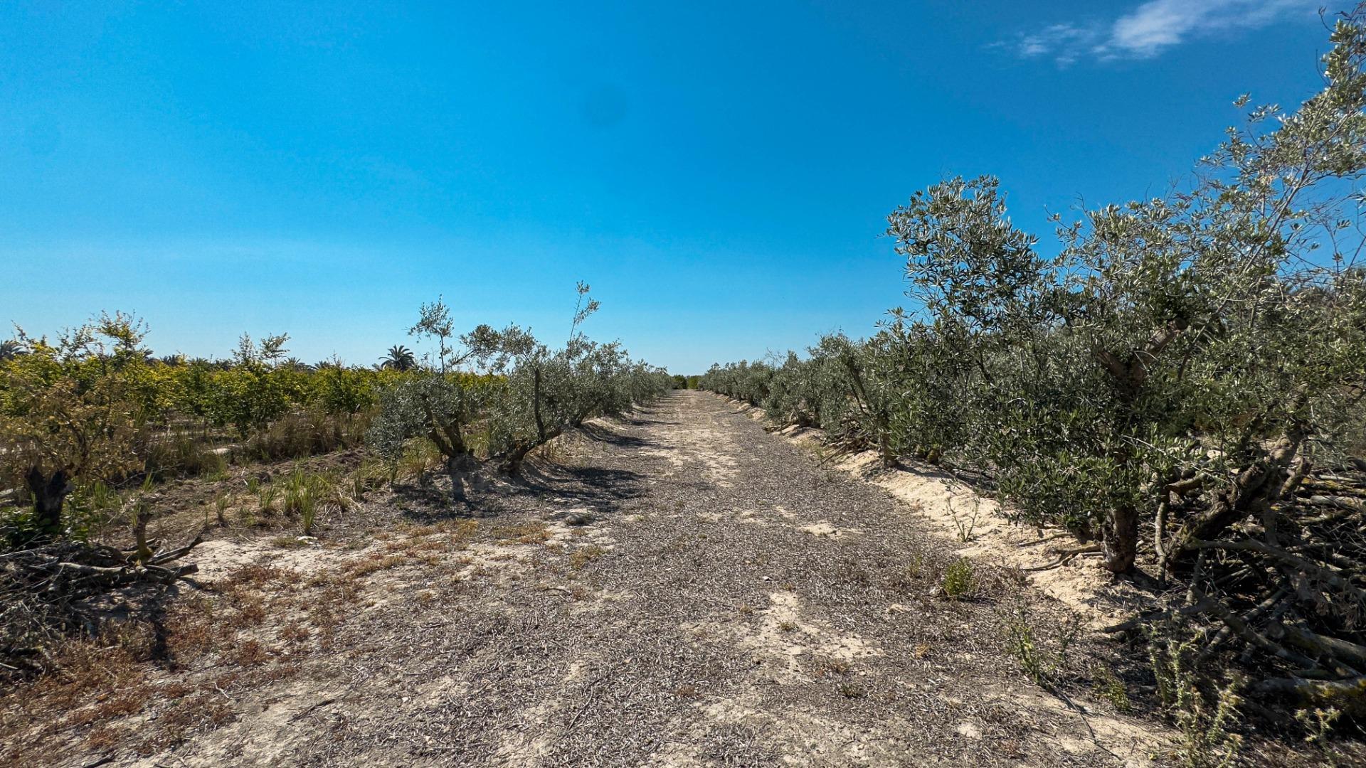 Fincas y solares-Venta-Crevillent-1734199-Foto-28