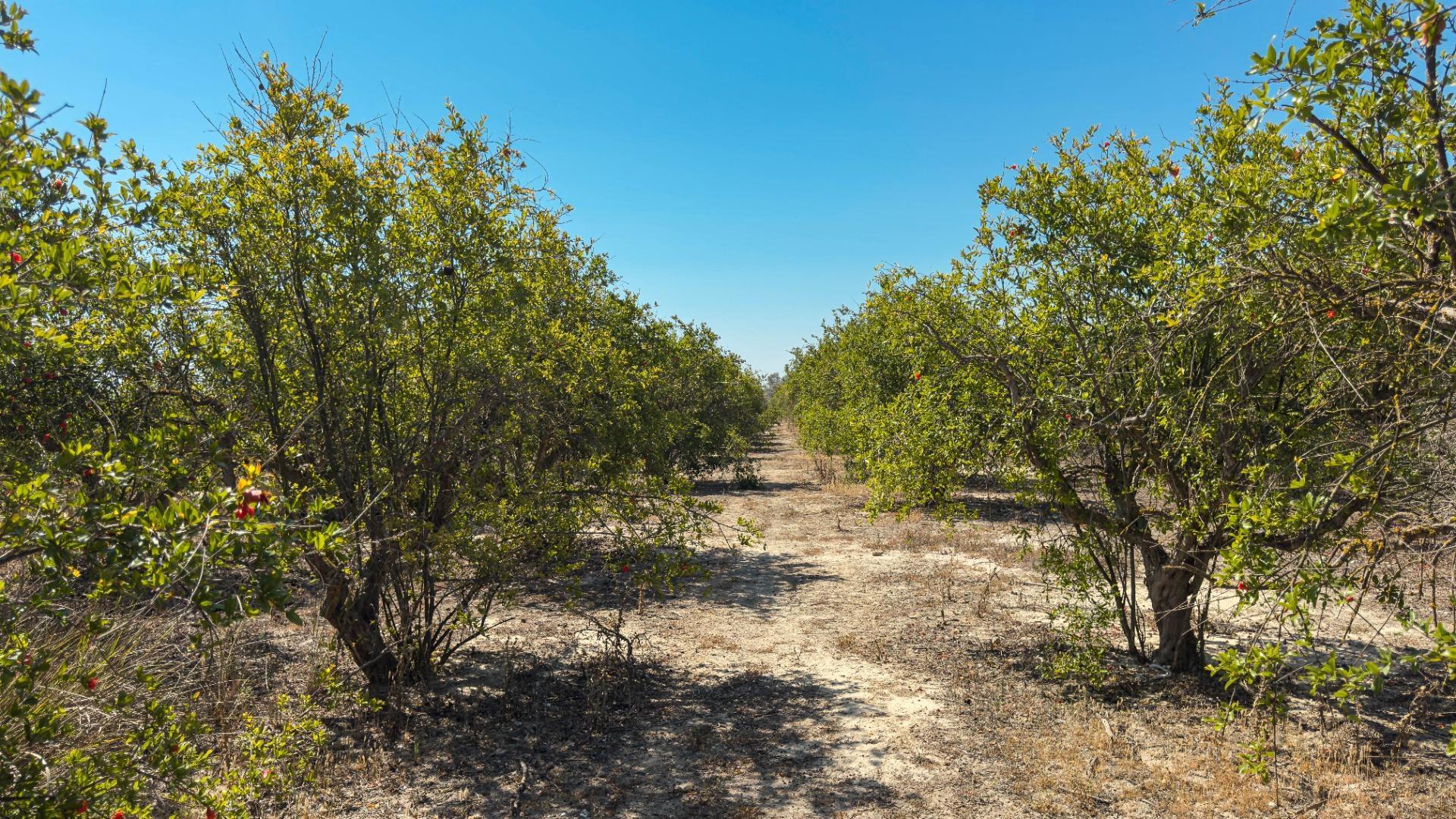 Fincas y solares-Venta-Crevillent-1734199-Foto-32