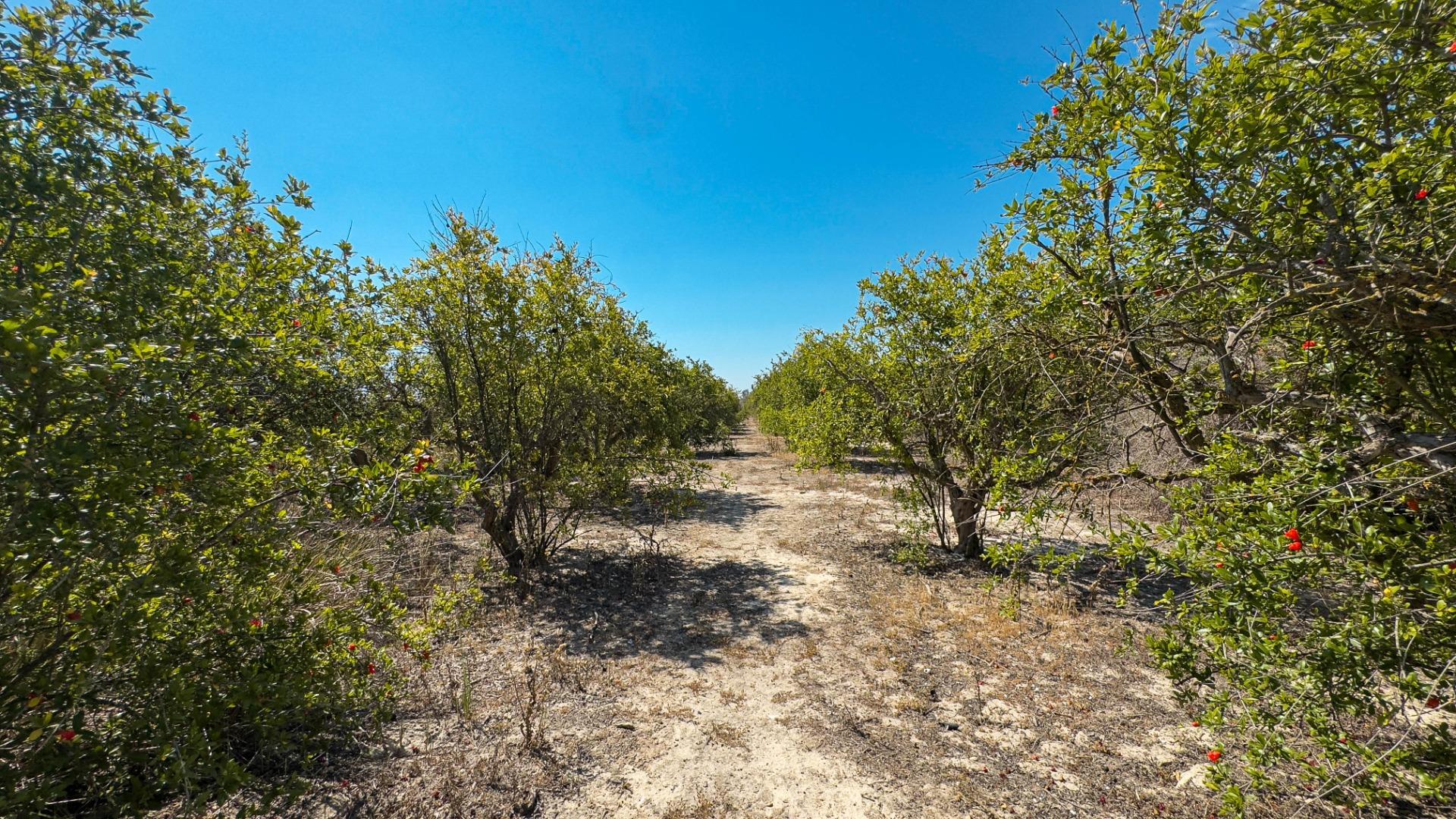 Fincas y solares-Venta-Crevillent-1734199-Foto-31