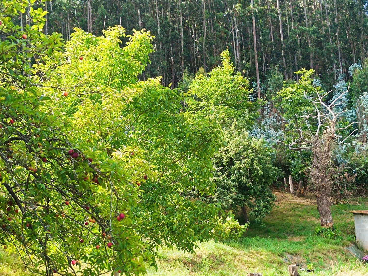 Fincas y solares-Venta-Llanera-1763509-Foto-13