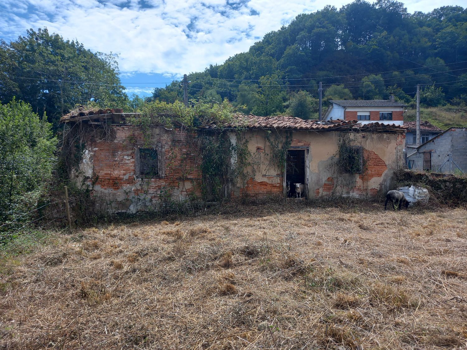 Casas o chalets-Venta-PiloÃ±a-925013-Foto-8
