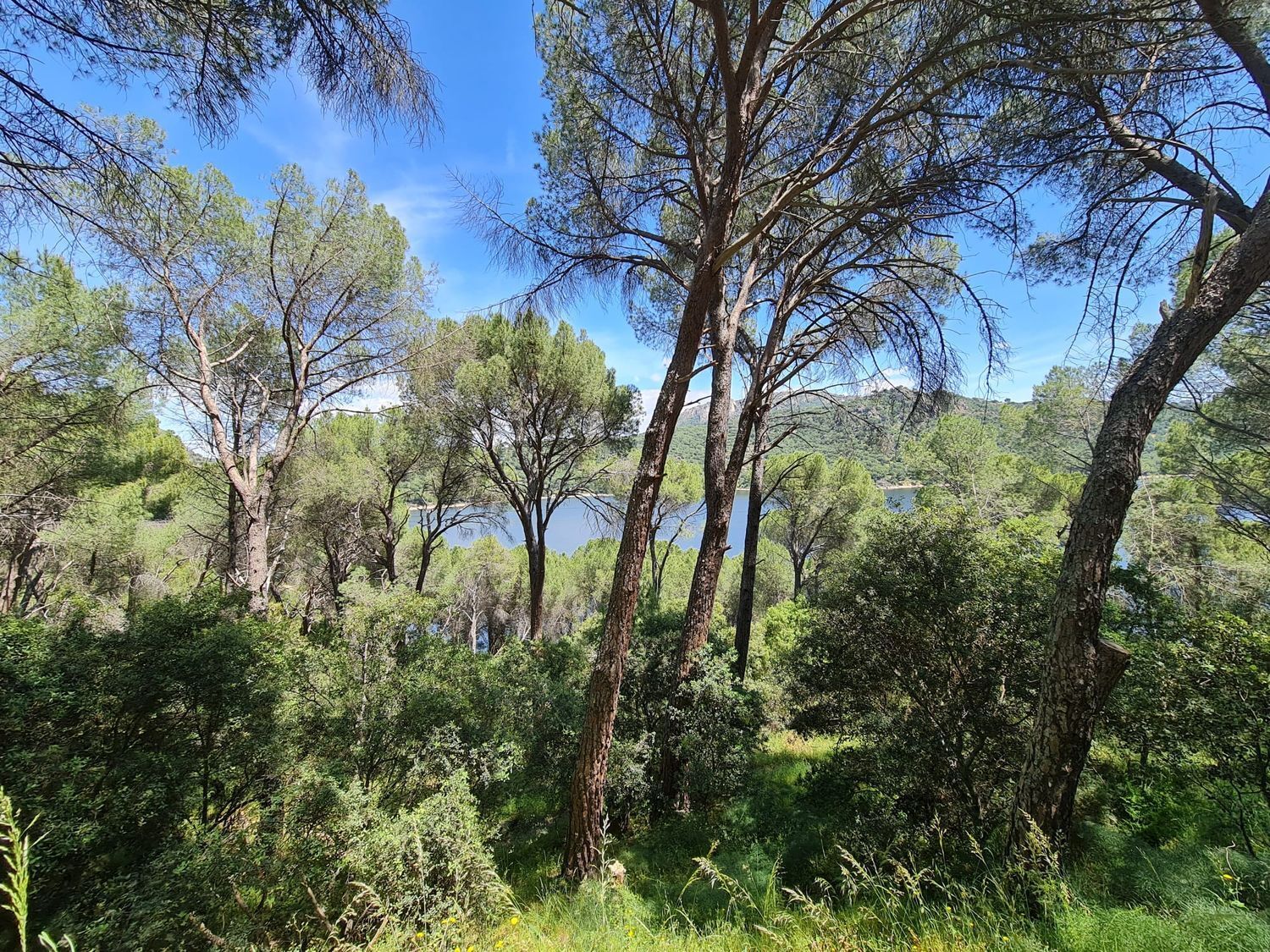 Casas o chalets-Venta-San MartÃ­n de Valdeiglesias-1454823-Foto-48