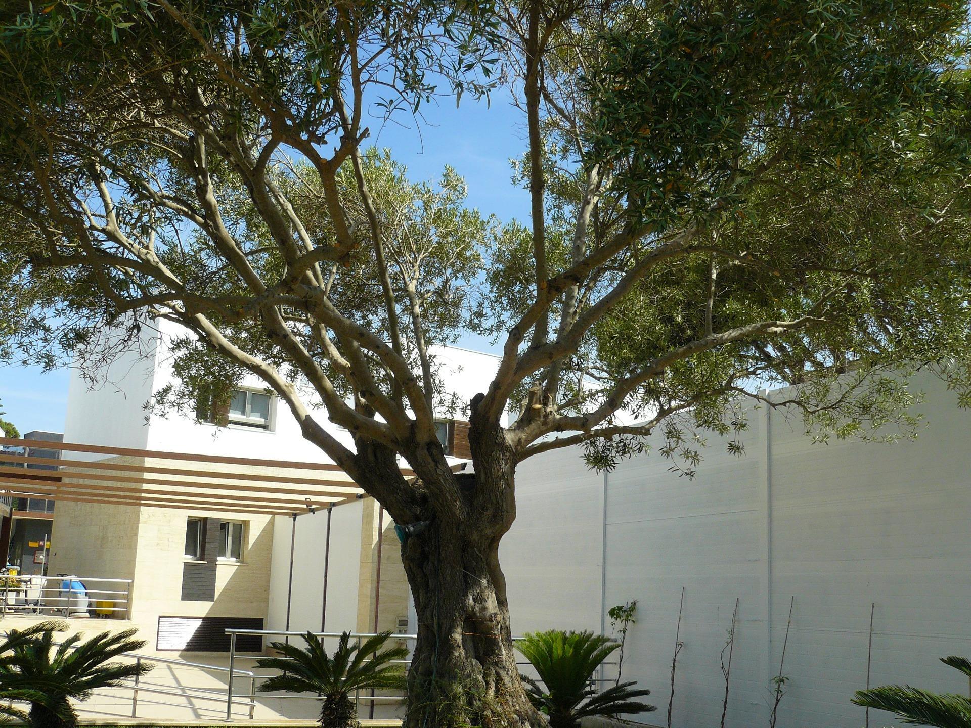 Edificios-Venta-Chiclana de la Frontera-1764827-Foto-10