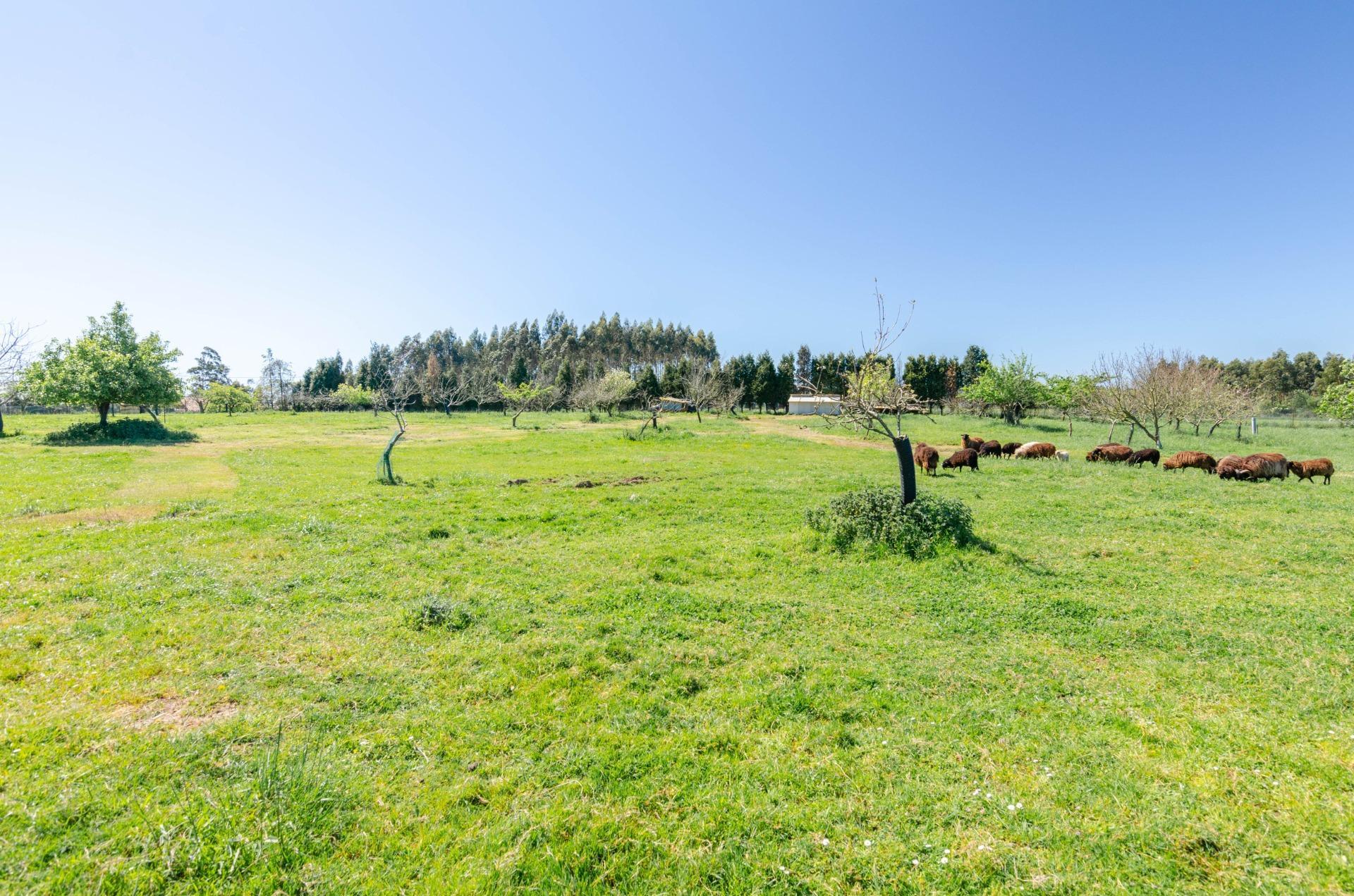 Naves-Venta-CarreÃ±o-1091367-Foto-5