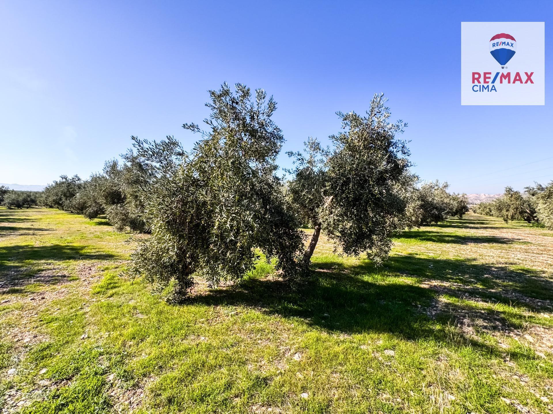 Fincas y solares-Venta-Freila-1501326-Foto-2