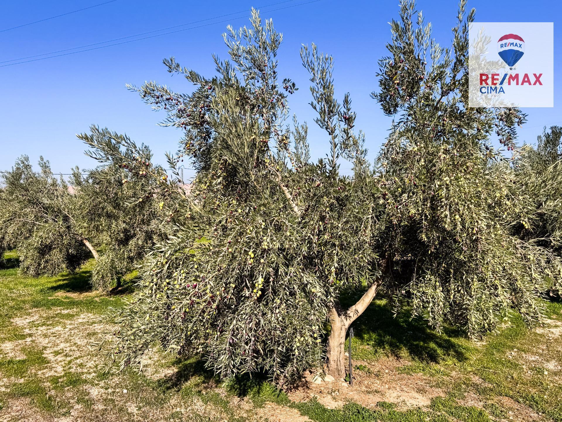 Fincas y solares-Venta-Freila-1501326-Foto-33
