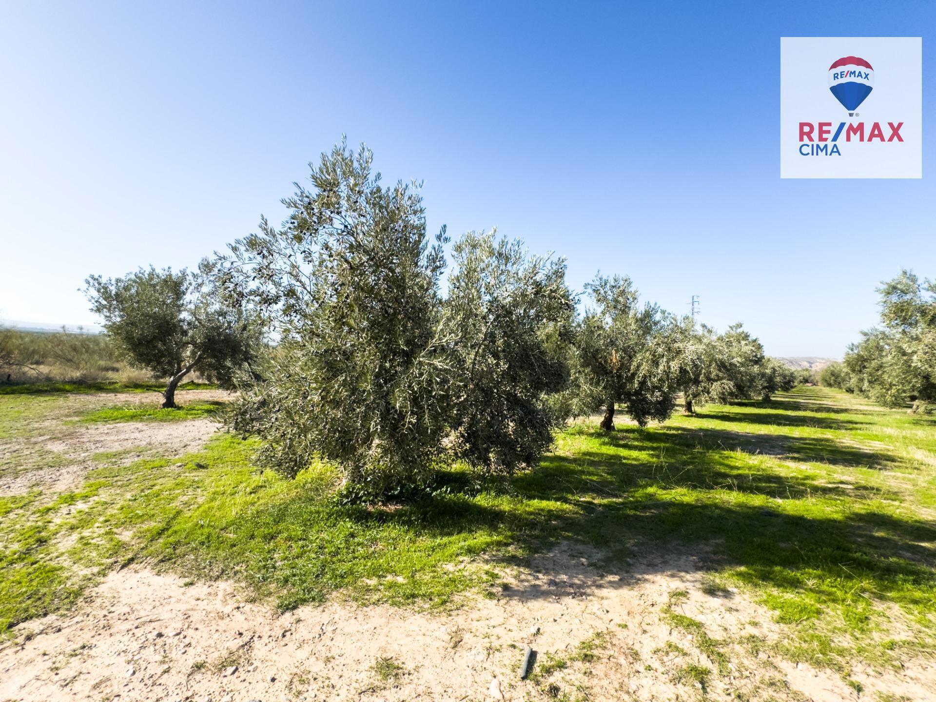 Fincas y solares-Venta-Freila-1501326-Foto-36