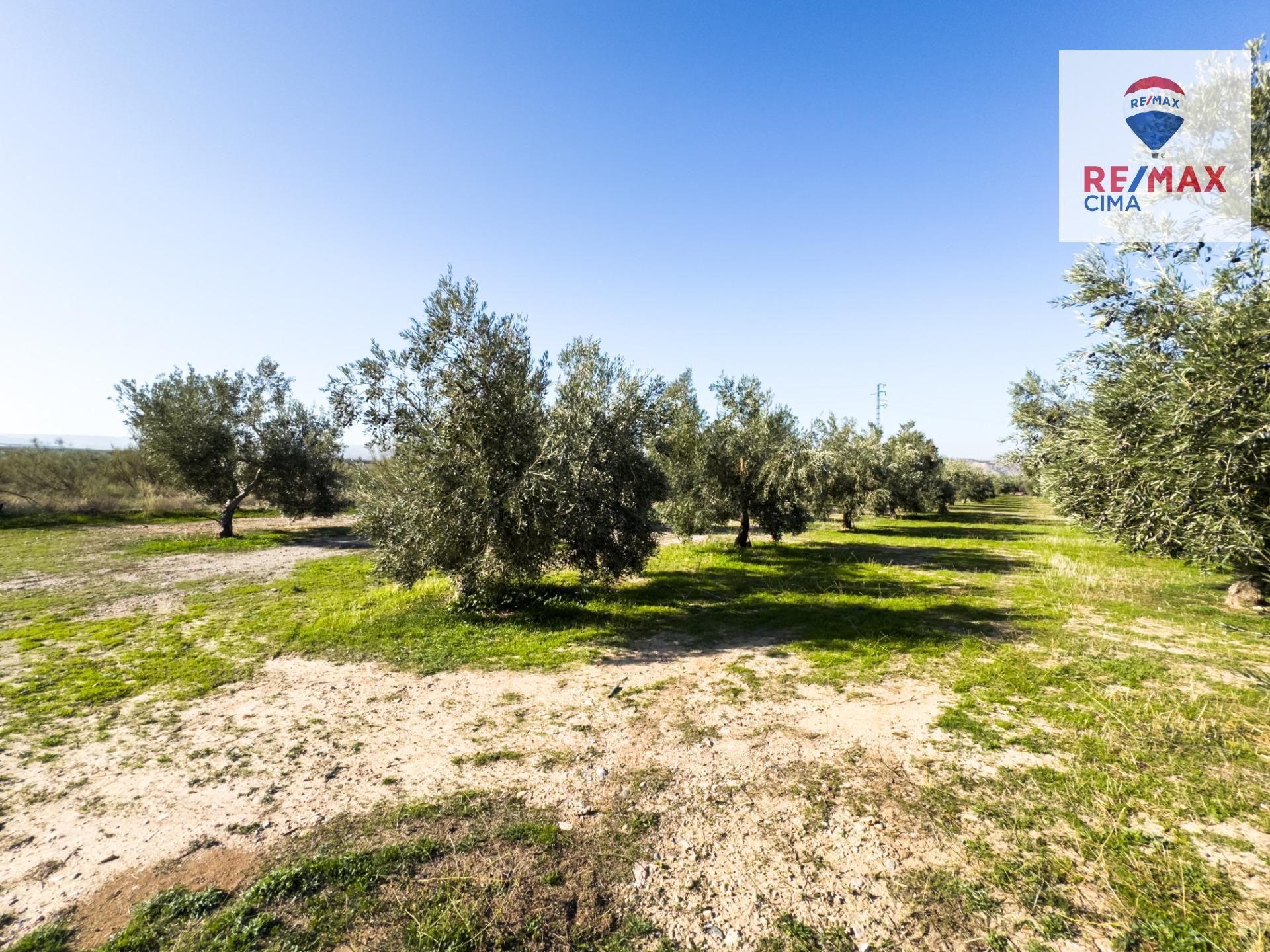 Fincas y solares-Venta-Freila-1501326-Foto-37