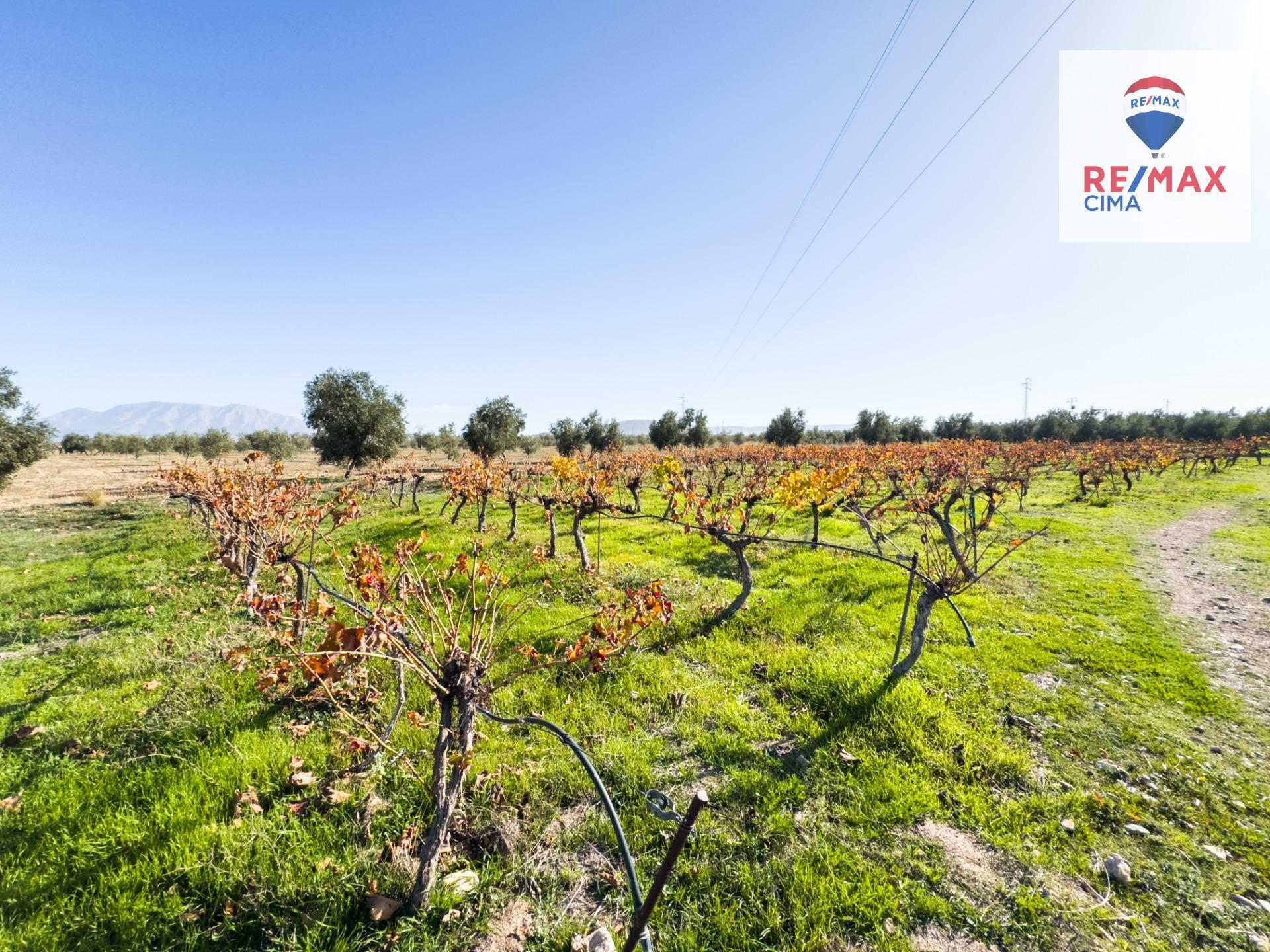 Fincas y solares-Venta-Freila-1501326-Foto-41