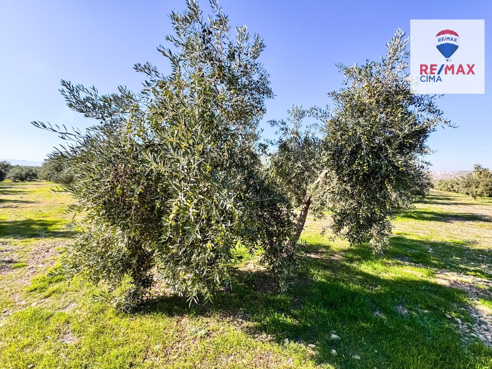 Fincas y solares-Venta-Freila-1501326-Foto-40