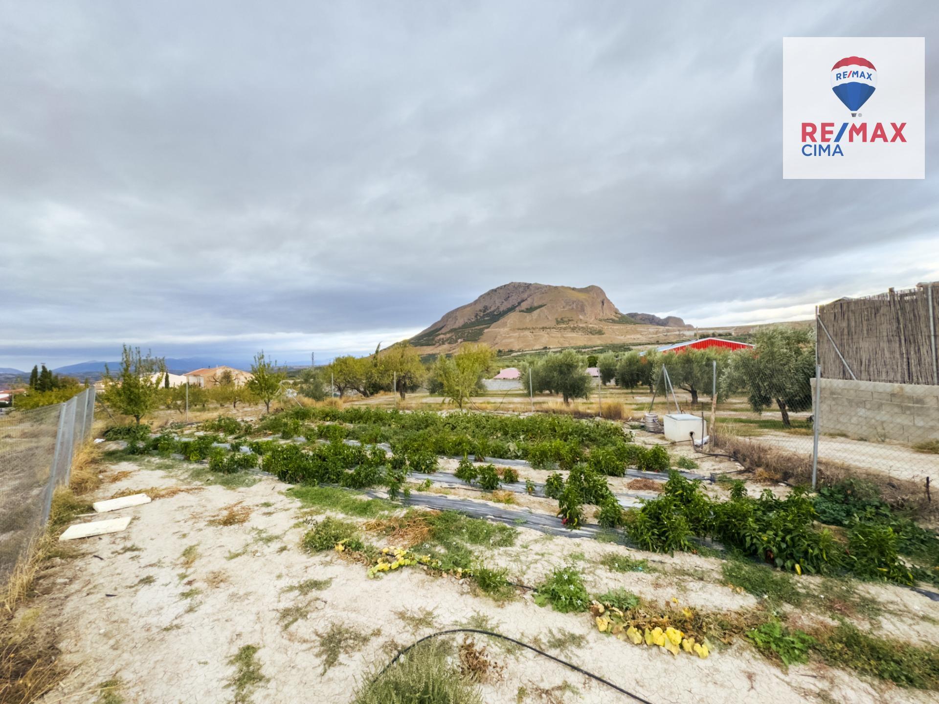 Fincas y solares-Venta-ZÃºjar-1426165-Foto-7