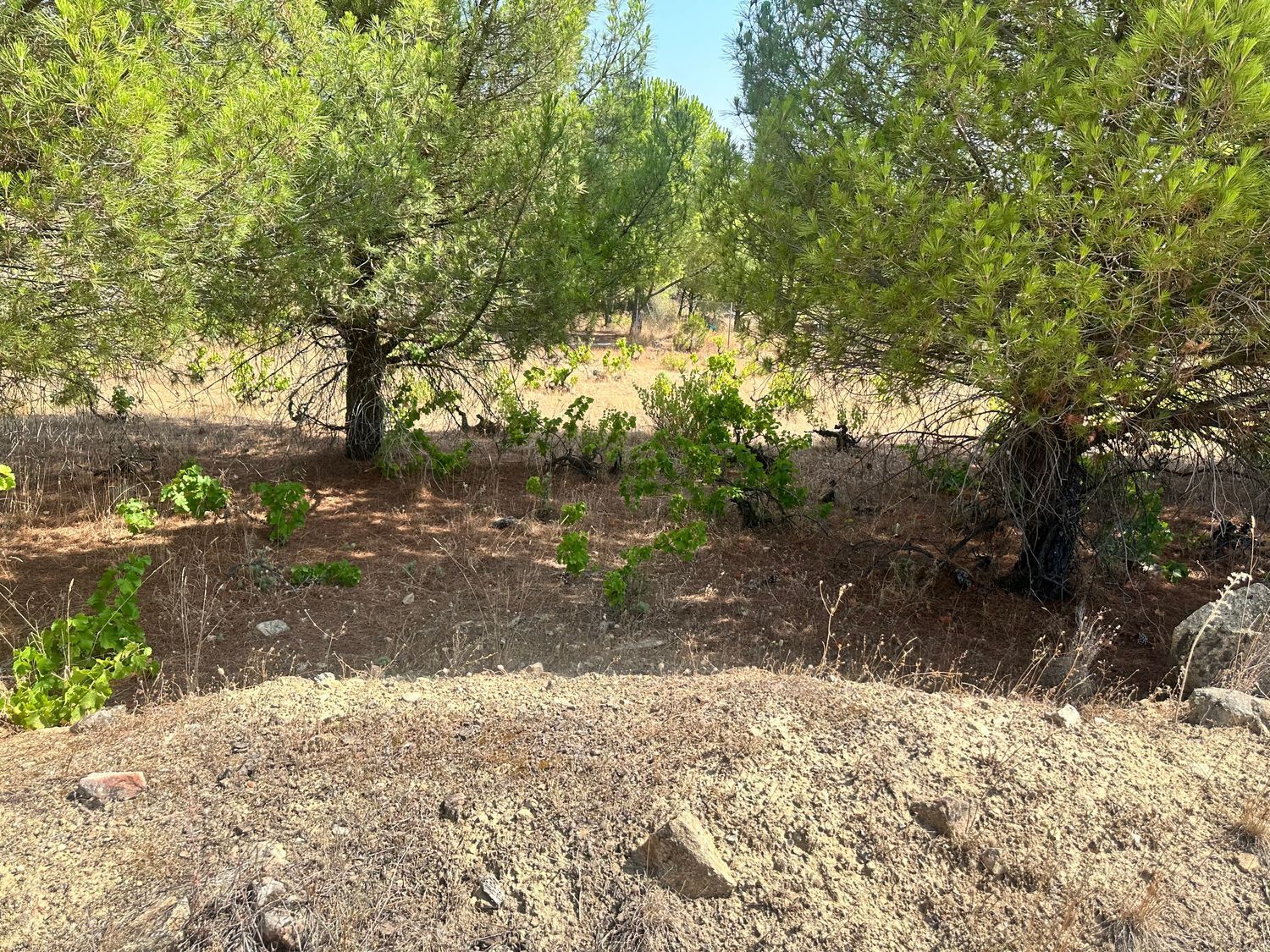 Fincas y solares-Venta-1509180