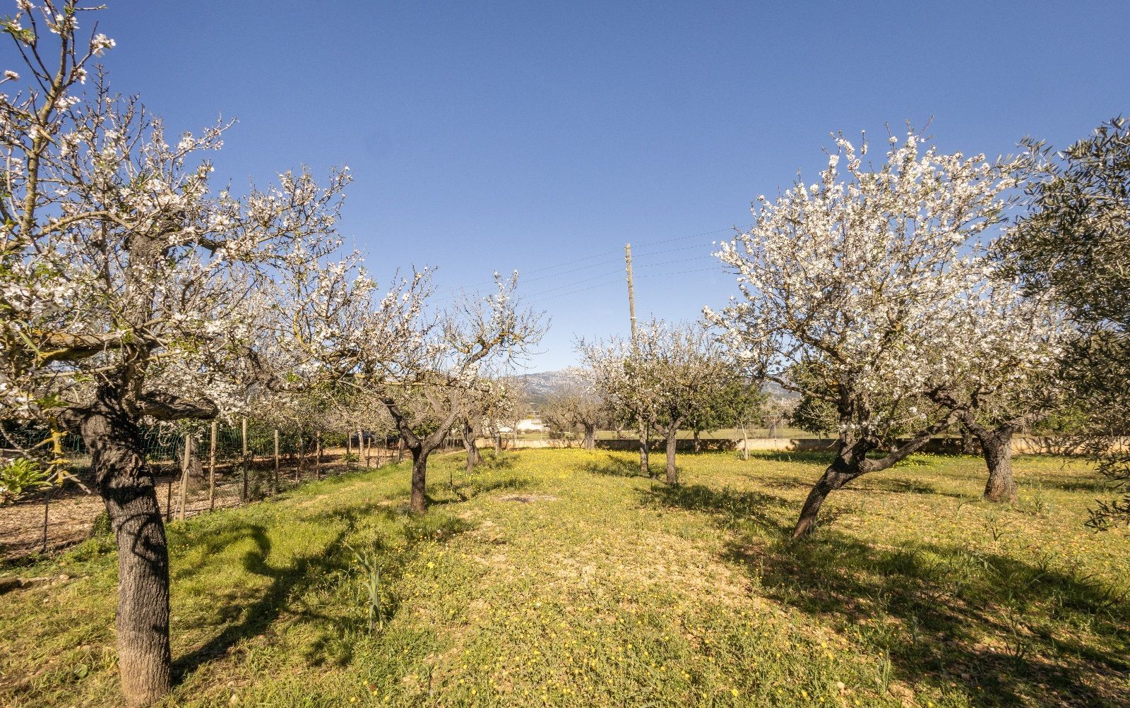 Casas o chalets-Venta-Inca-1052408-Foto-39