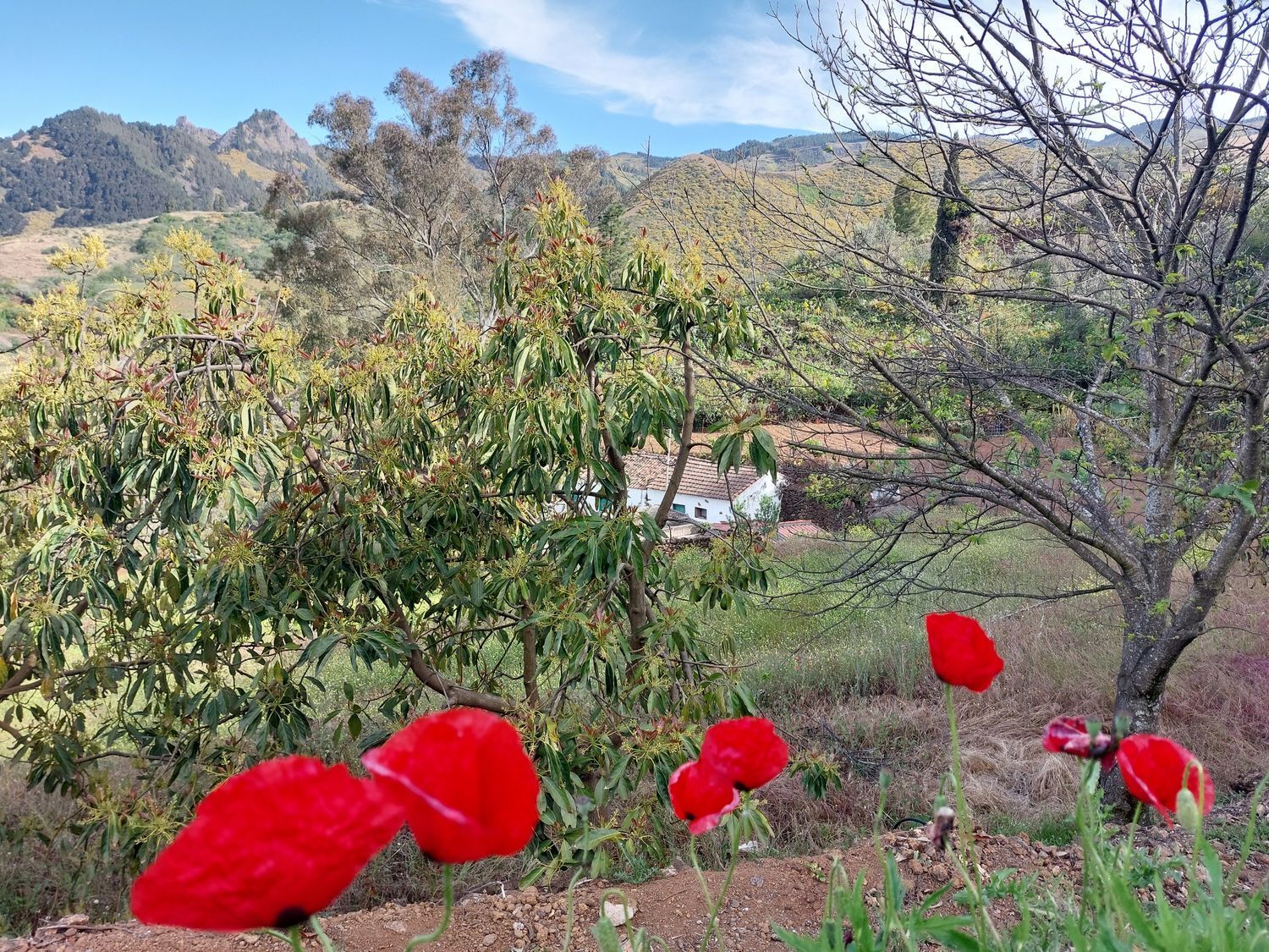 Casas o chalets-Venta-Vega de San Mateo-1720929-Foto-6